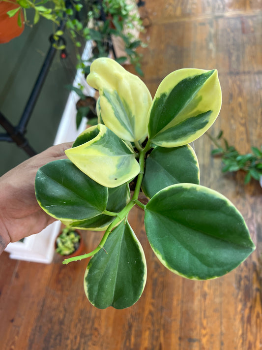 Hoya Pachyclada New Moon - Rooted Plant