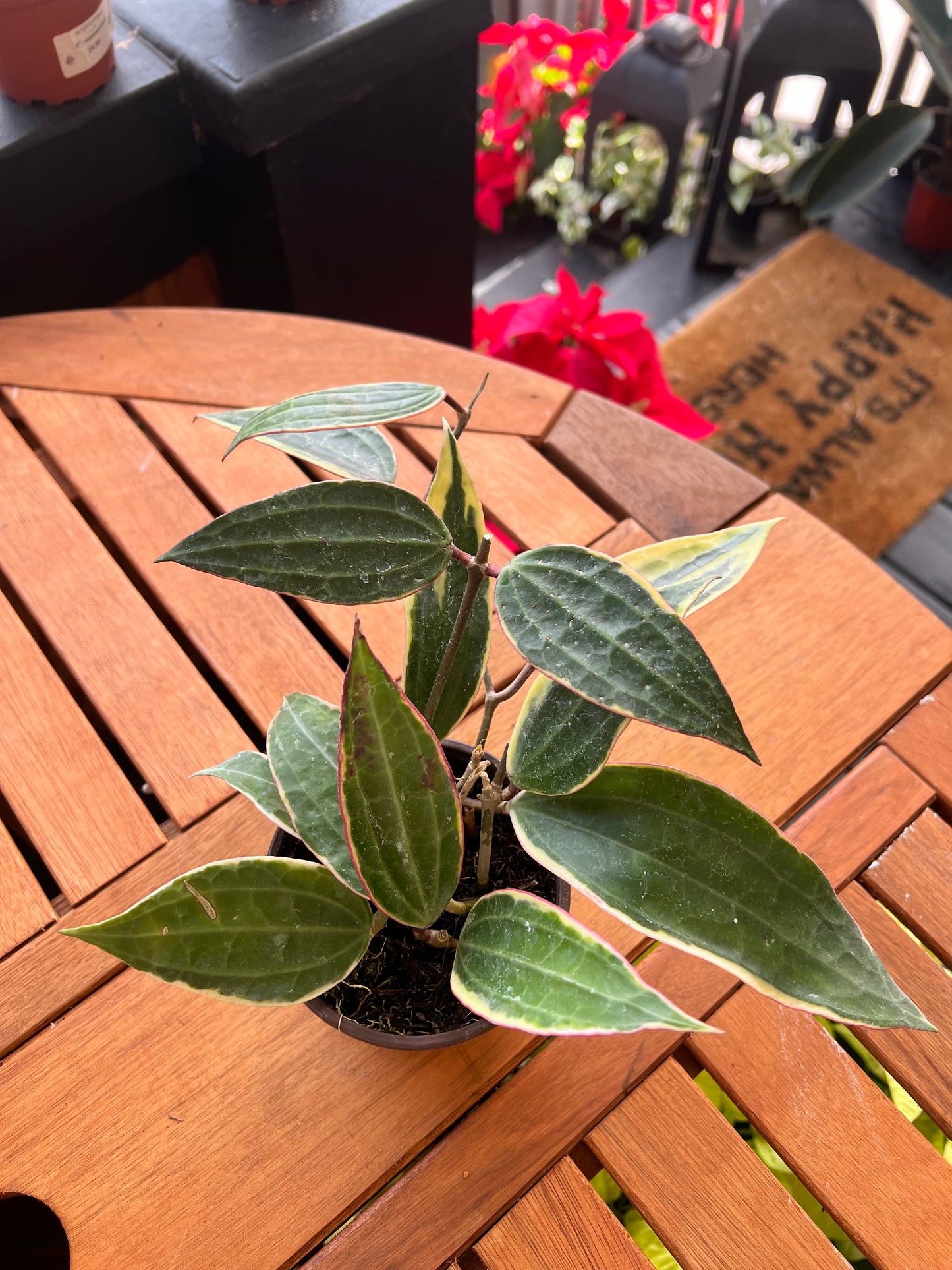 Hoya Latifolia White Margin 4” - Rooted Plant