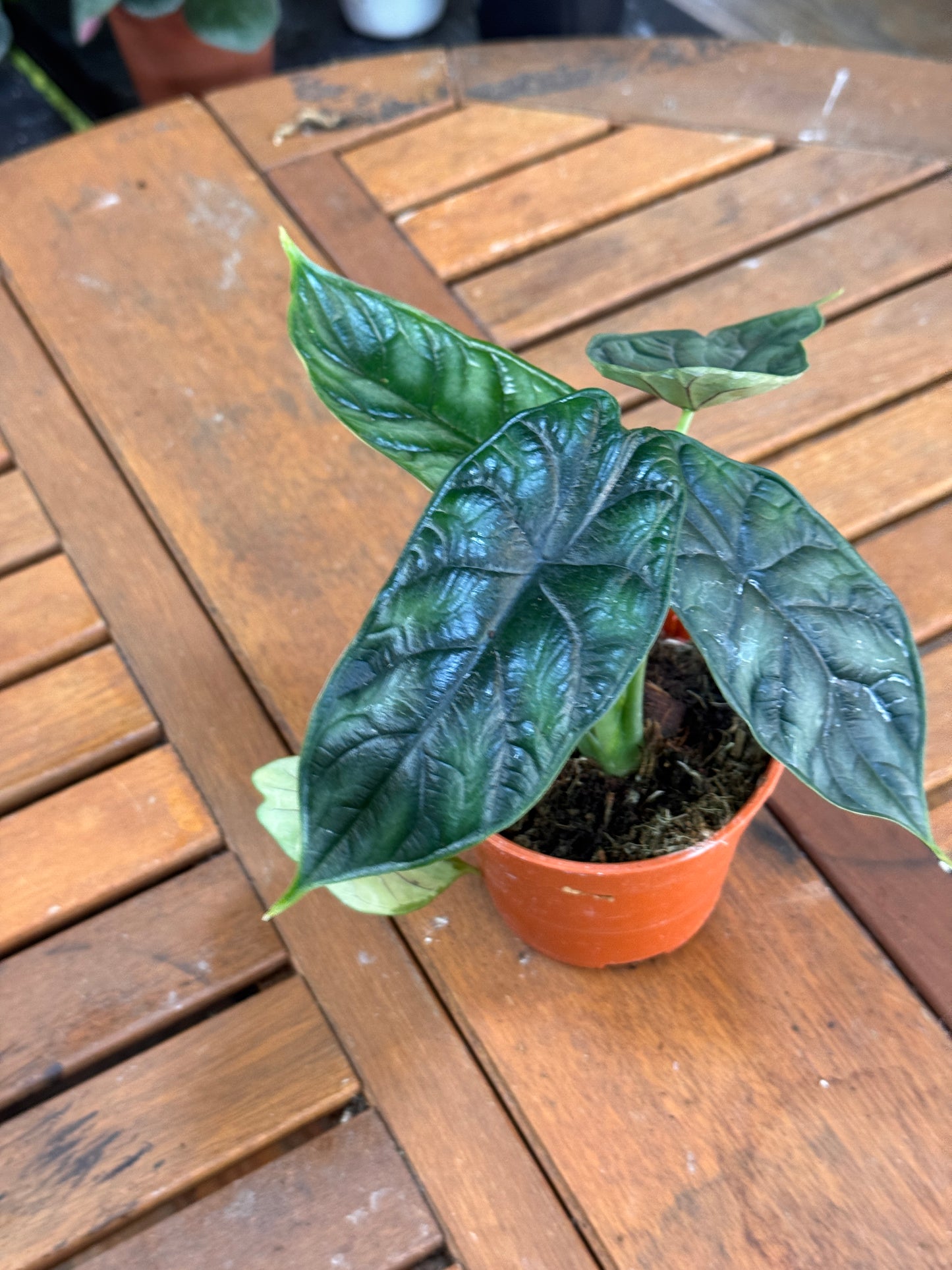 Alocasia Dragon Scale