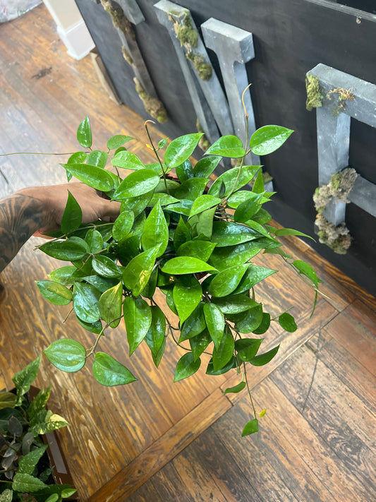 Hoya Parasitica Black Margin