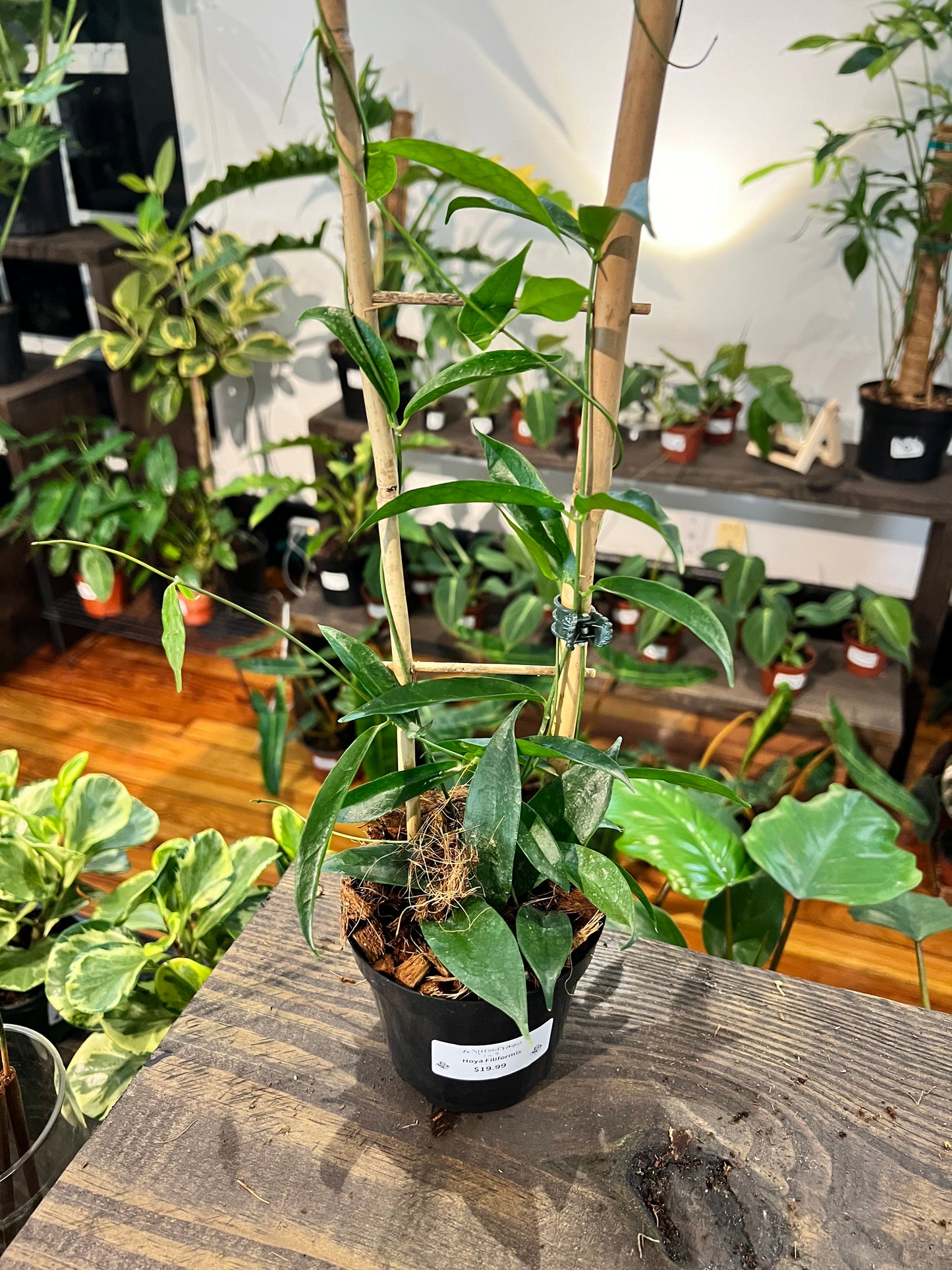 Hoya Filiformis 4” - Rooted Plant