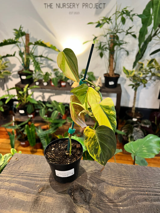 Philodendron Micans Yellow Variegated 3”