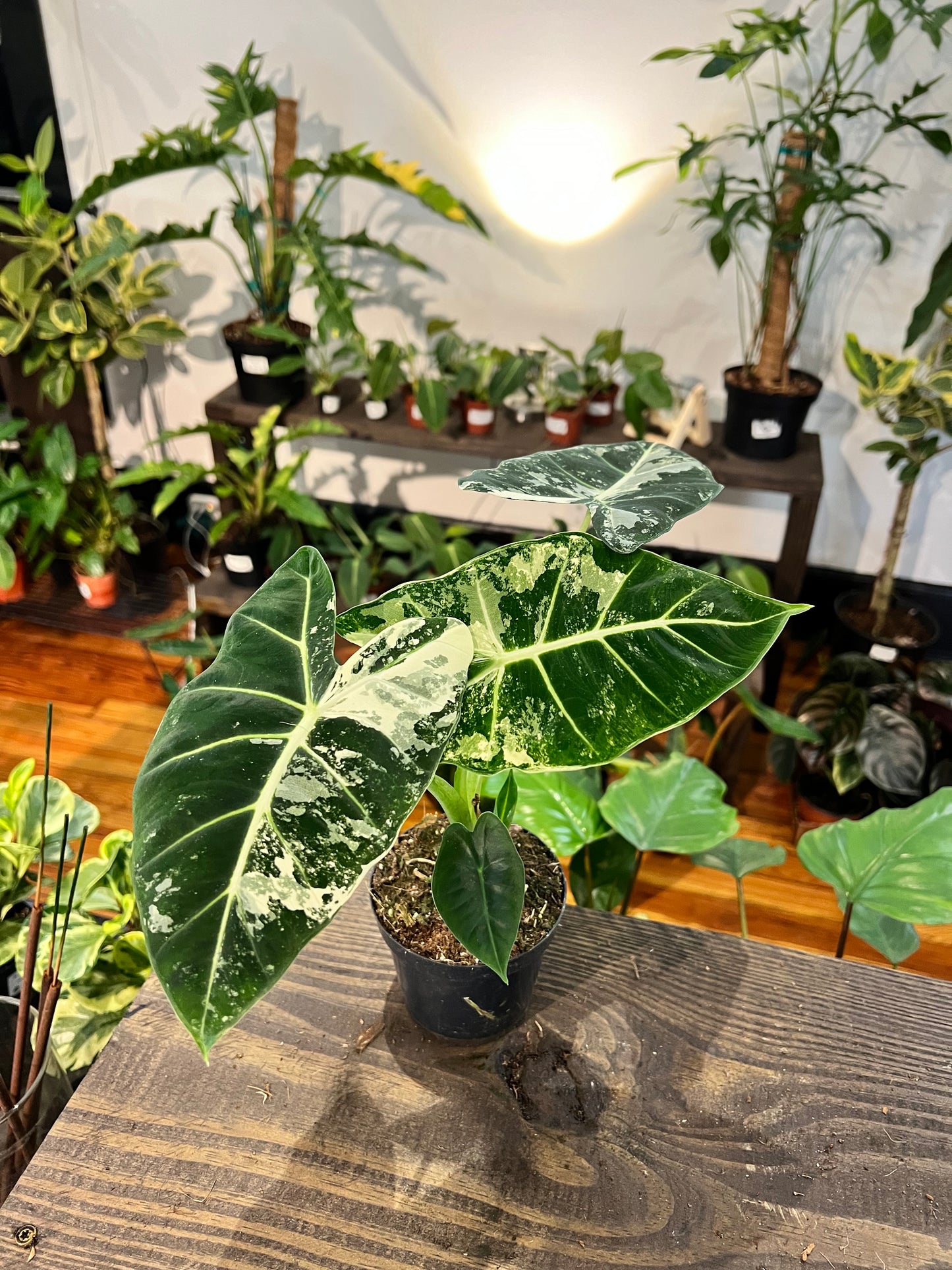 Alocasia Frydek Variegated 4" Medium