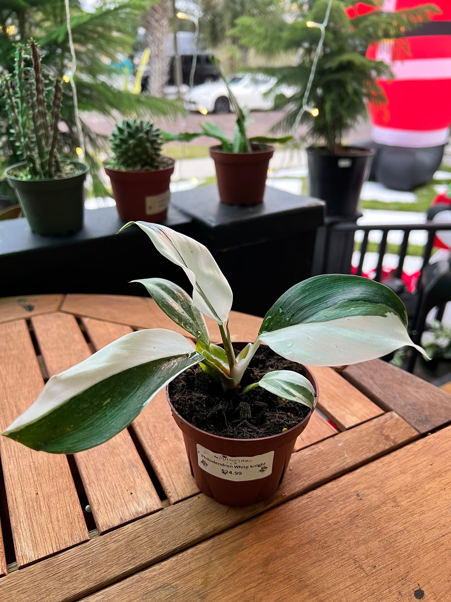 Philodendron White Knight 4”