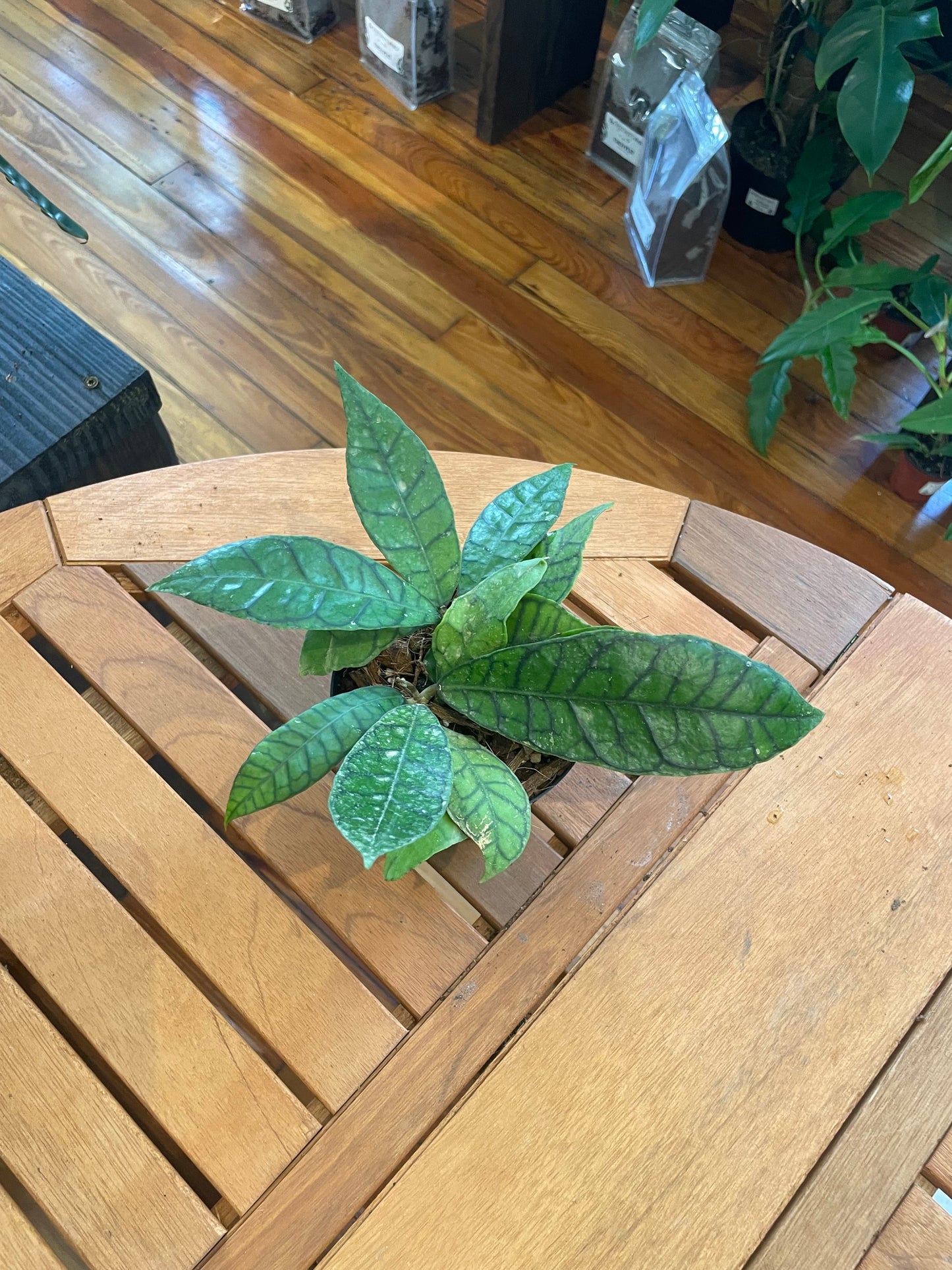 Hoya Callystophyla 4” - Rooted Plant