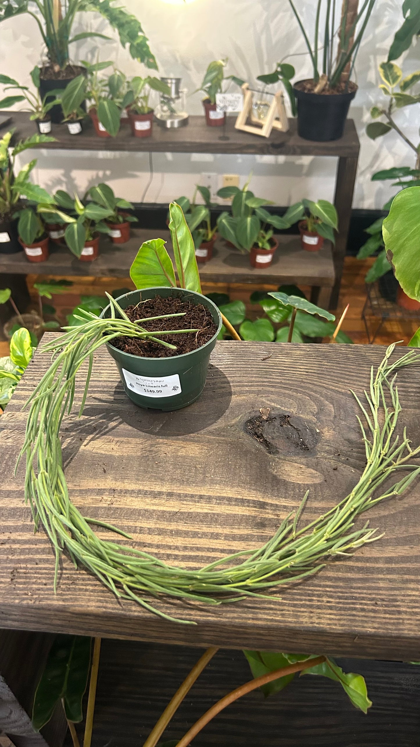 Hoya Liniaris Full 4” - Rooted Plant
