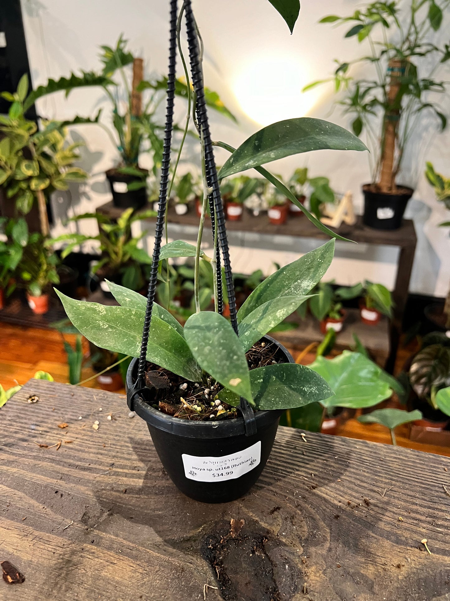 Hoya sp ut168 (Ruthiae) - Rooted Plant
