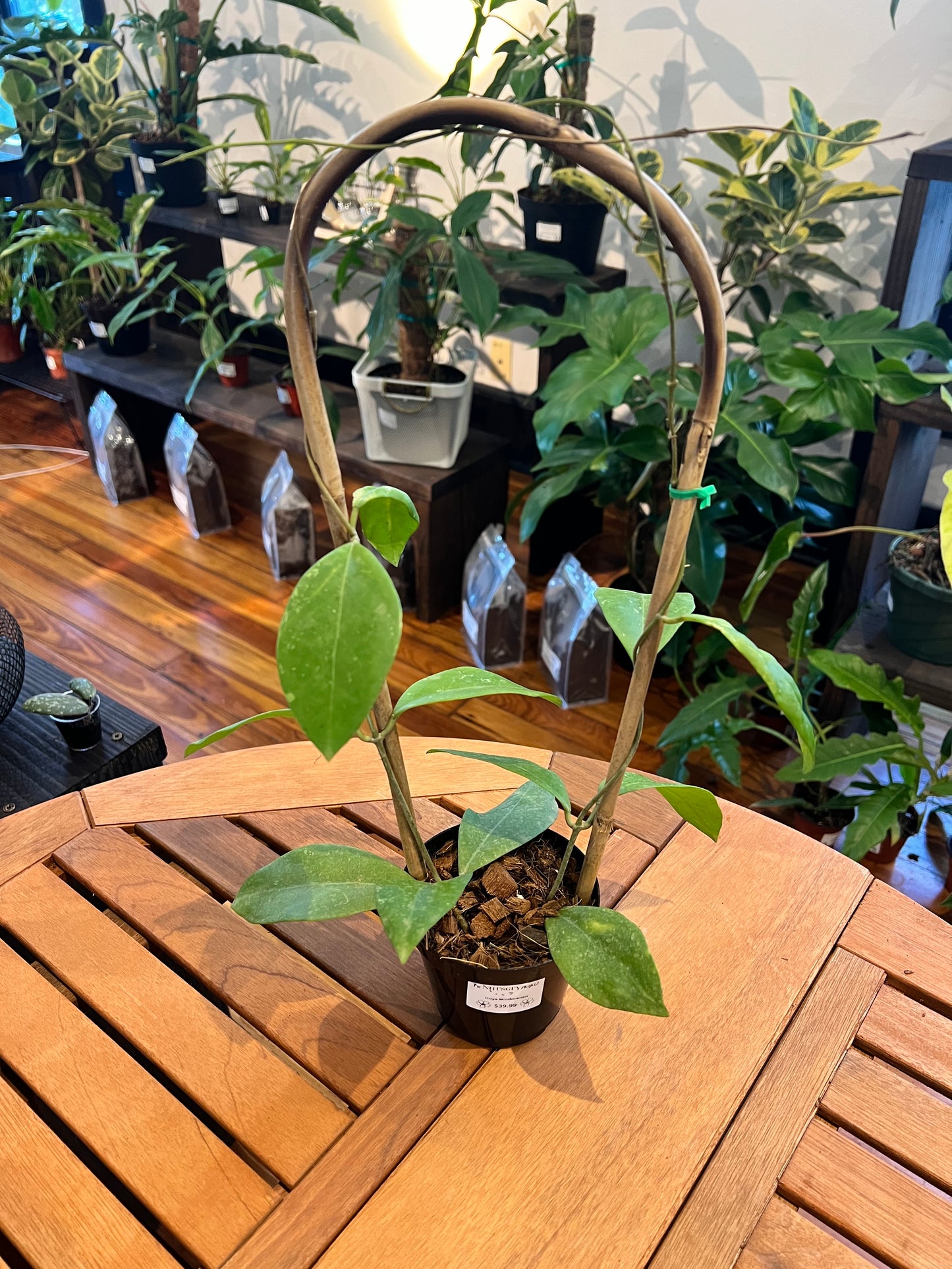 Hoya Mindorensis - Rooted Plant