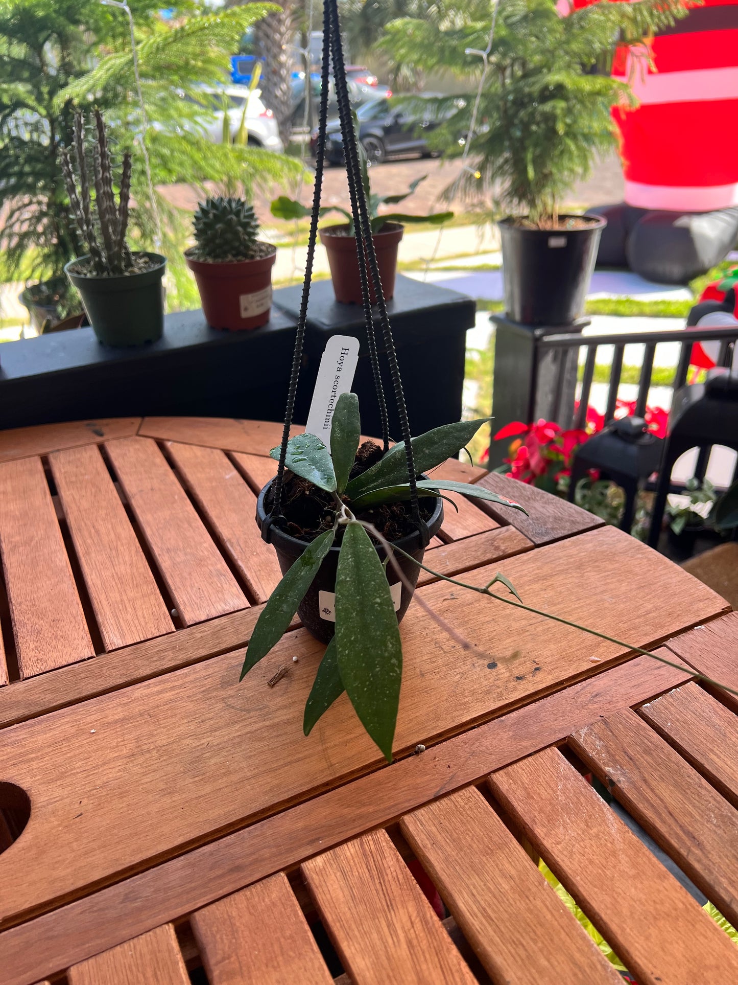Hoya Scorthechinii 4” - Rooted Plant