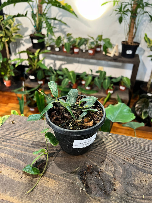 Hoya Rotundiflora 4” - Rooted Plant