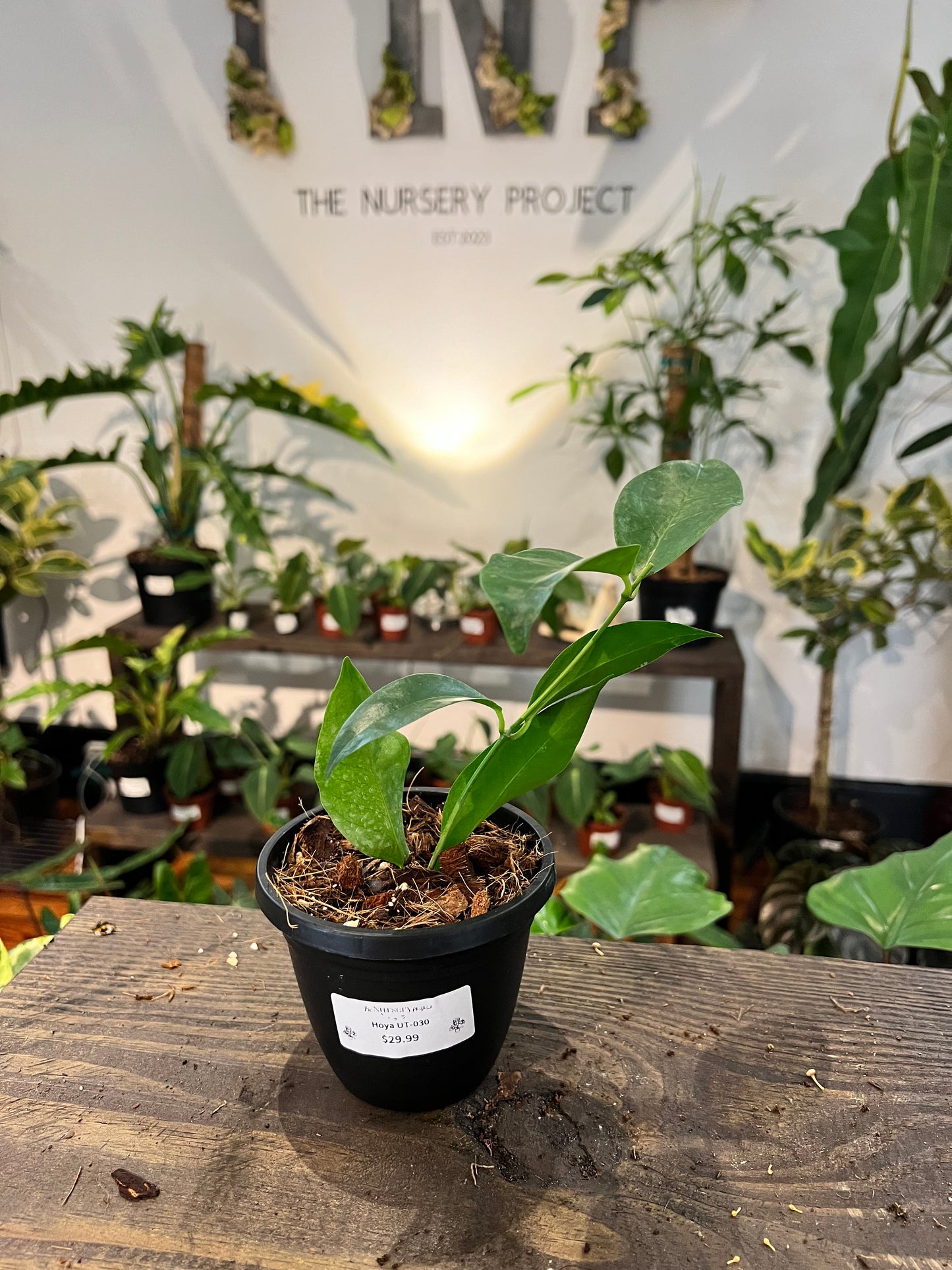 Hoya UT-030 4” - Rooted Plant