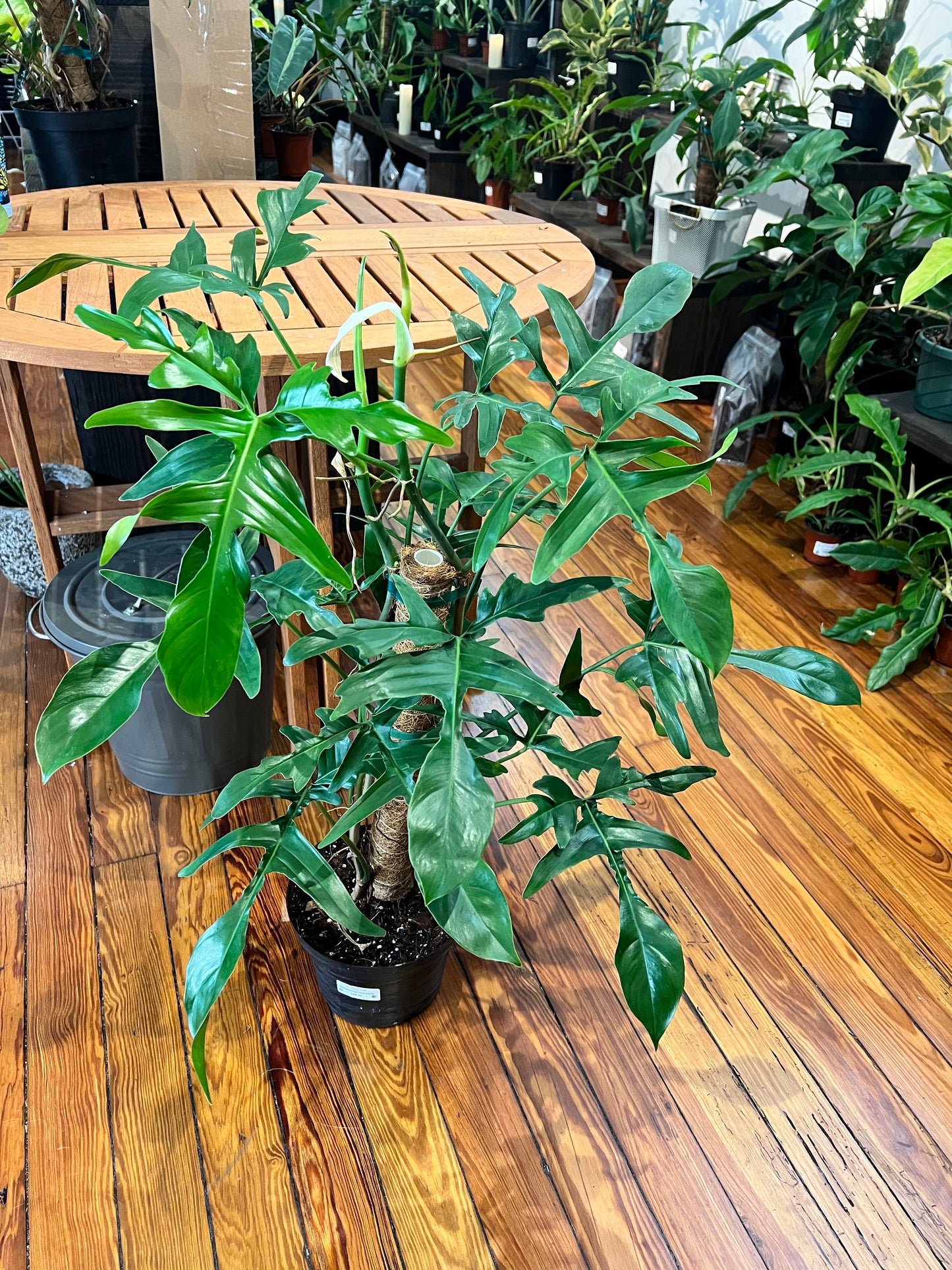 Philodendron Glad Hands 8”