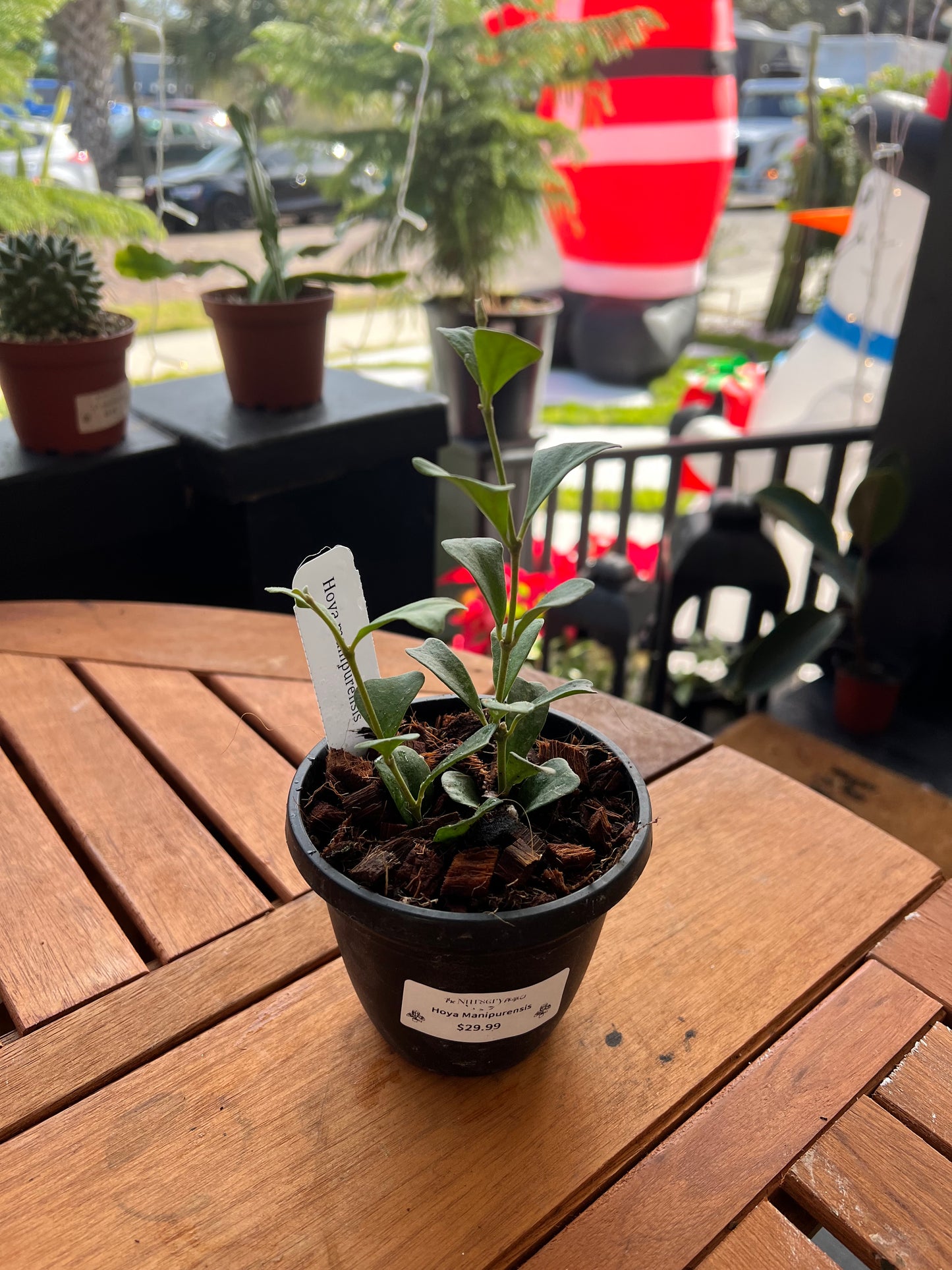 Hoya Manipurensis 4” - Rooted Plant