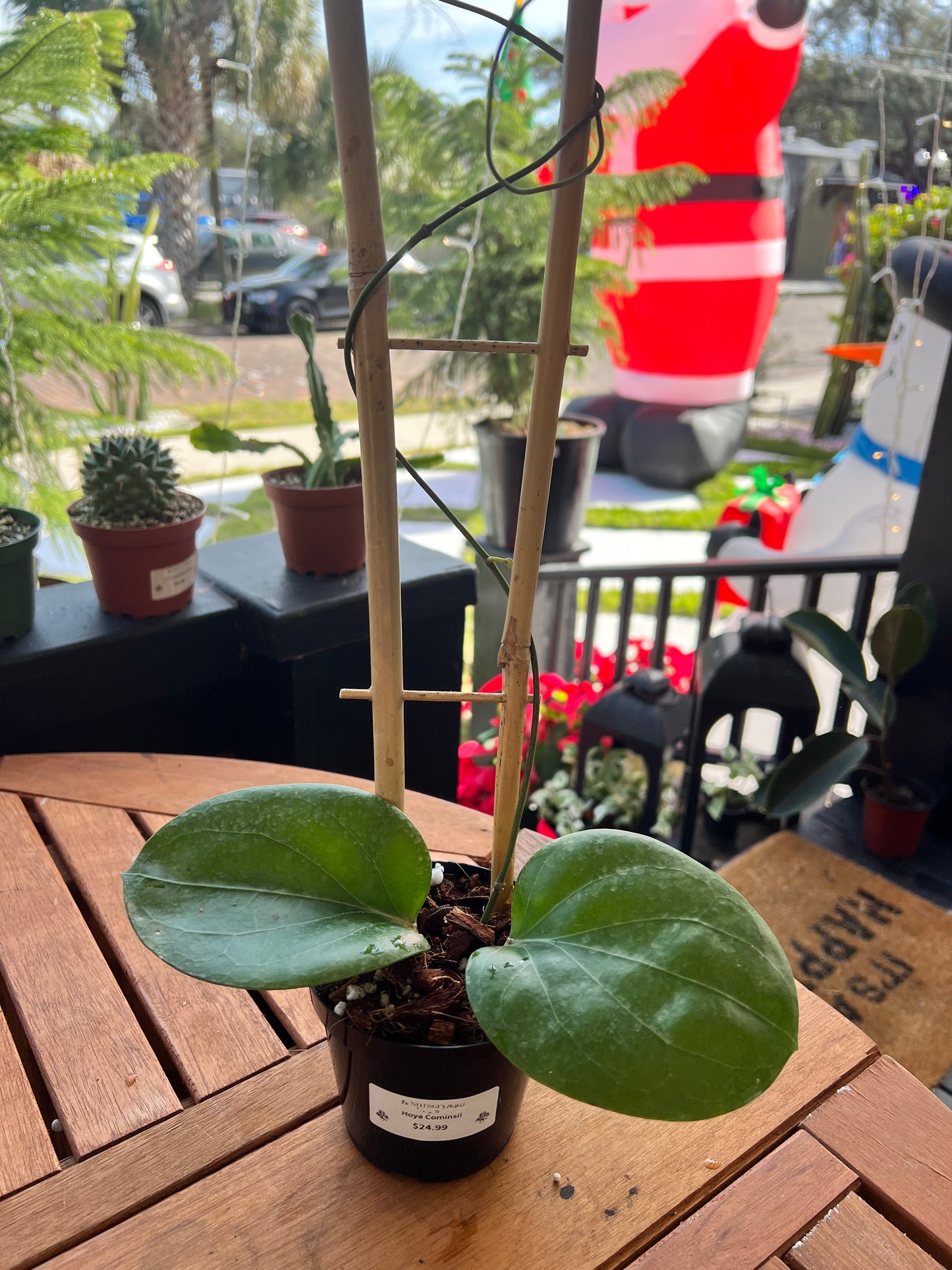 Hoya Cominsii 4” - Rooted Plant