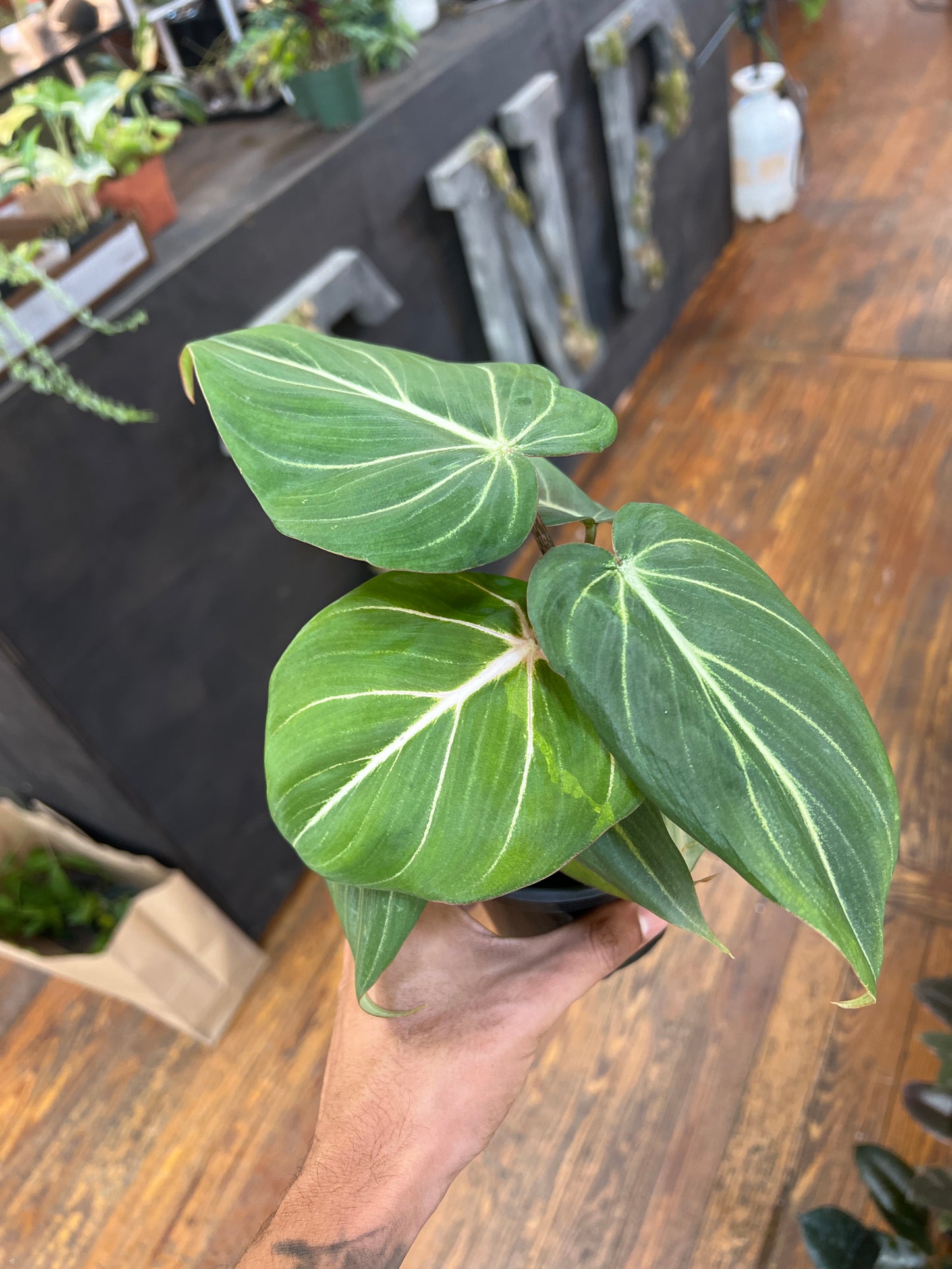 Philodendron Gloriosum (maceta de 2 pulgadas)