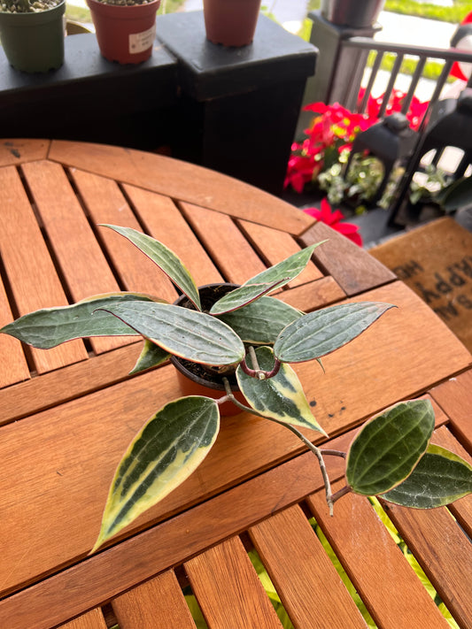 Hoya Latifolia White Margin 4” - Rooted Plant