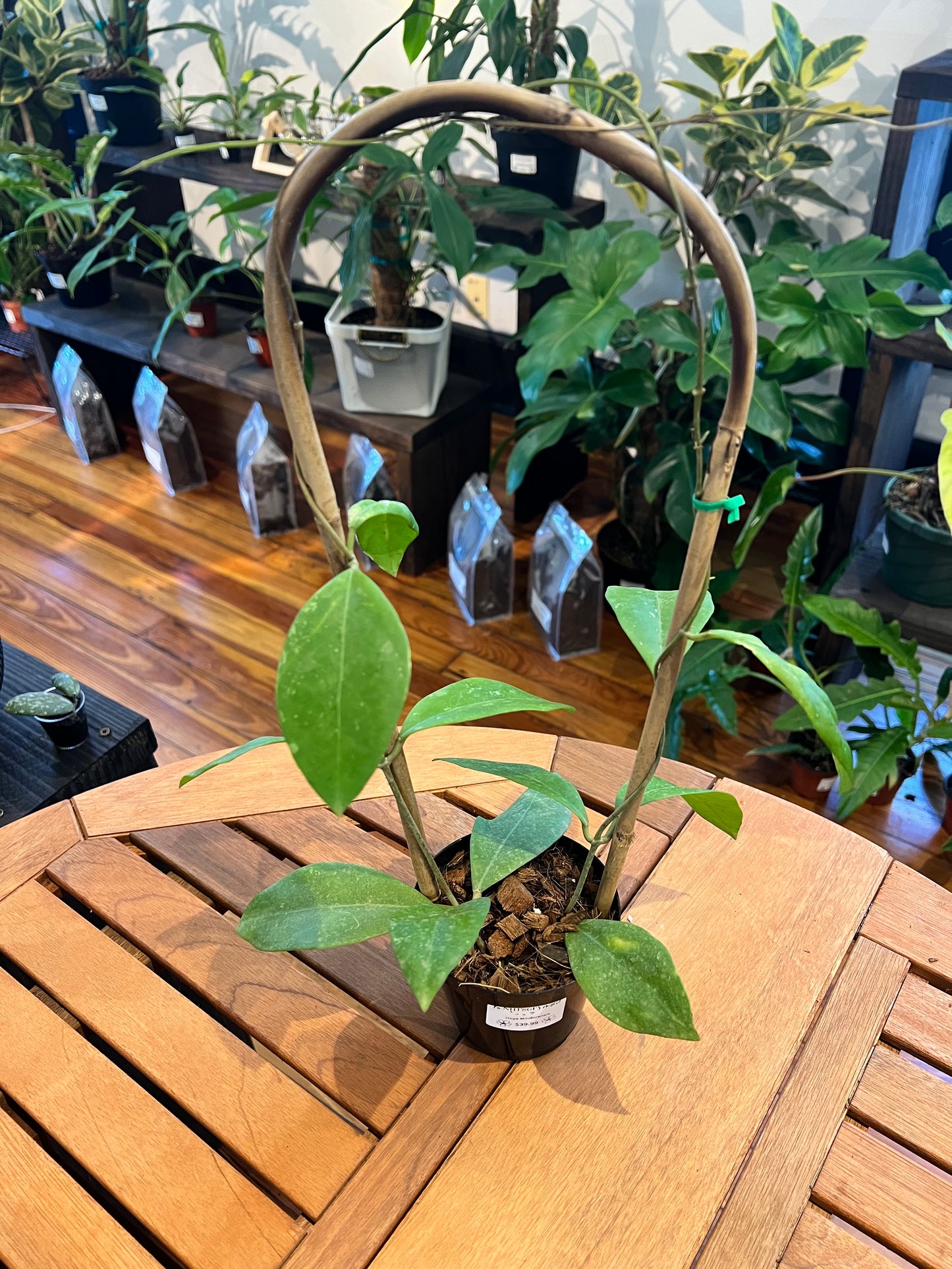 Hoya Mindorensis - Rooted Plant