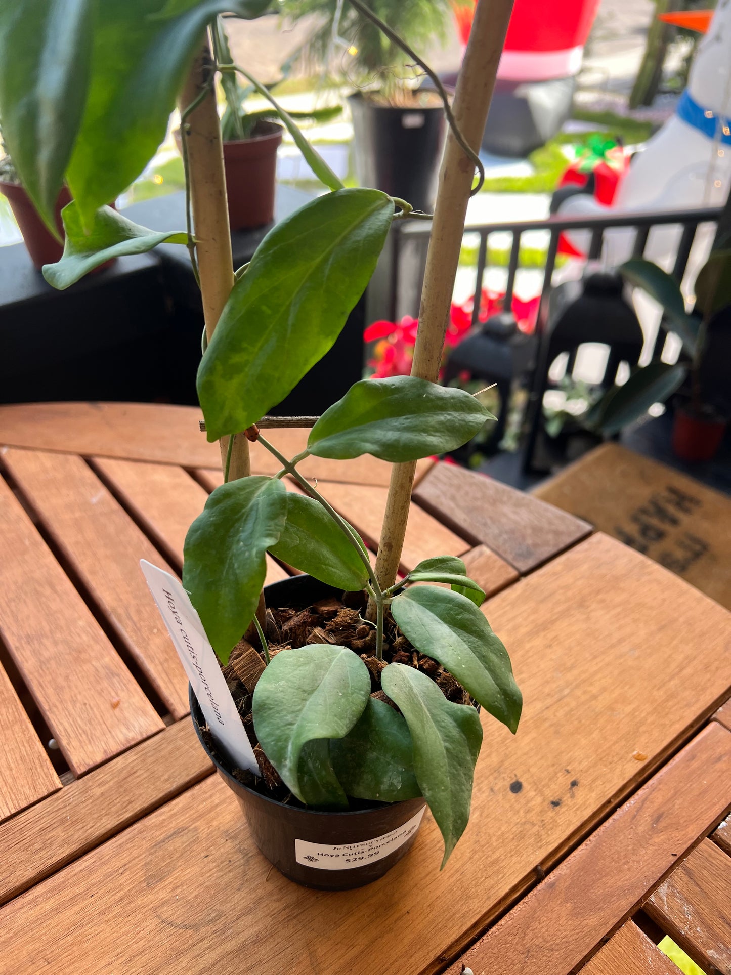 Hoya Cutis Porcelana 4” - Rooted Plant