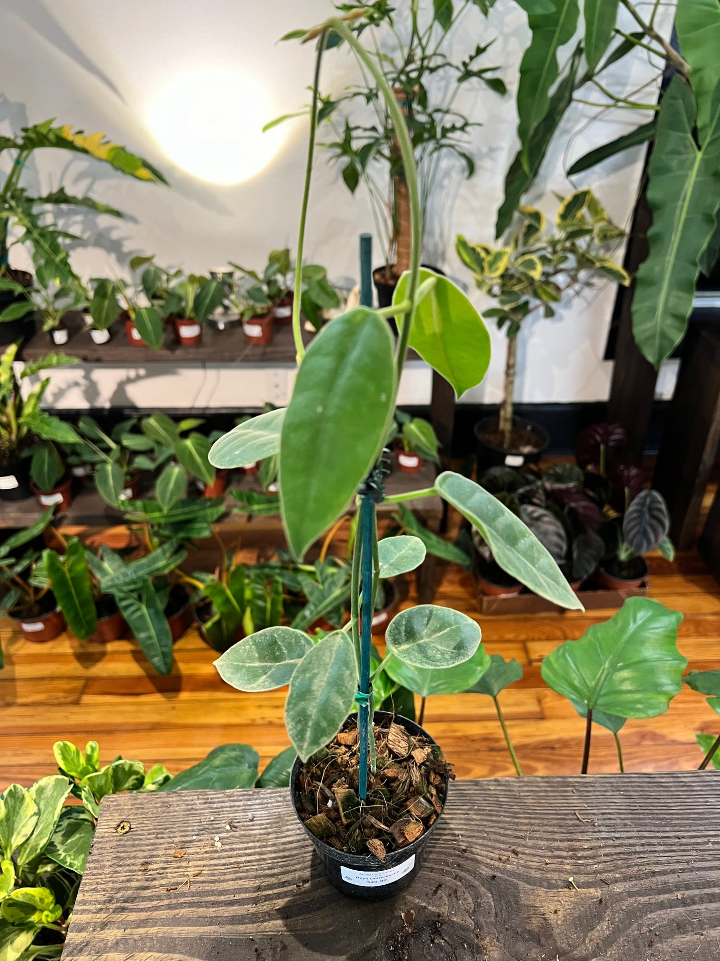 Hoya Lauterbachii 4" - Rooted Plant