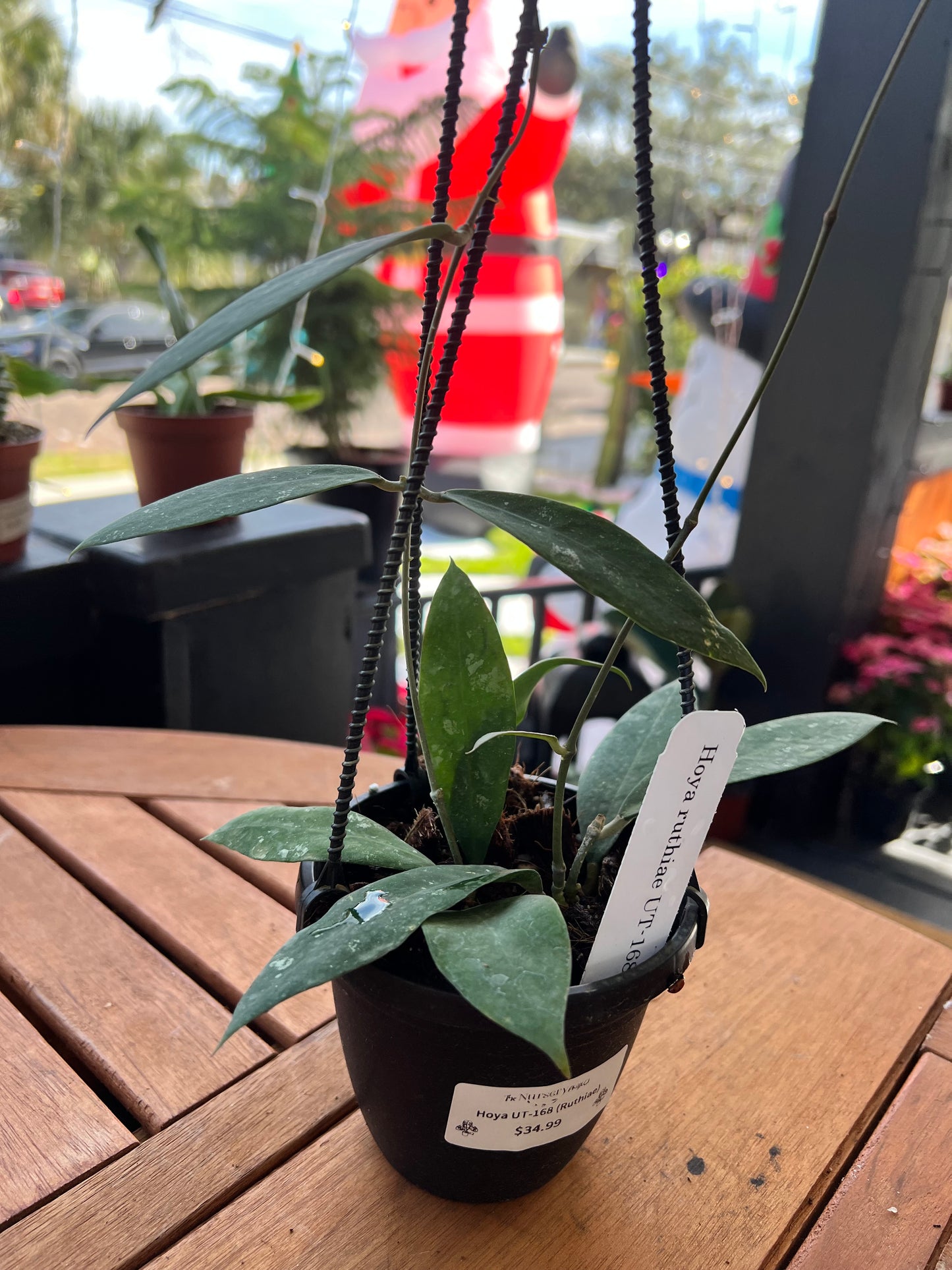 Hoya Ruthiea UT-168 4” - Rooted Plant
