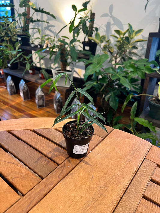 Hoya Pandurata - Rooted Plant