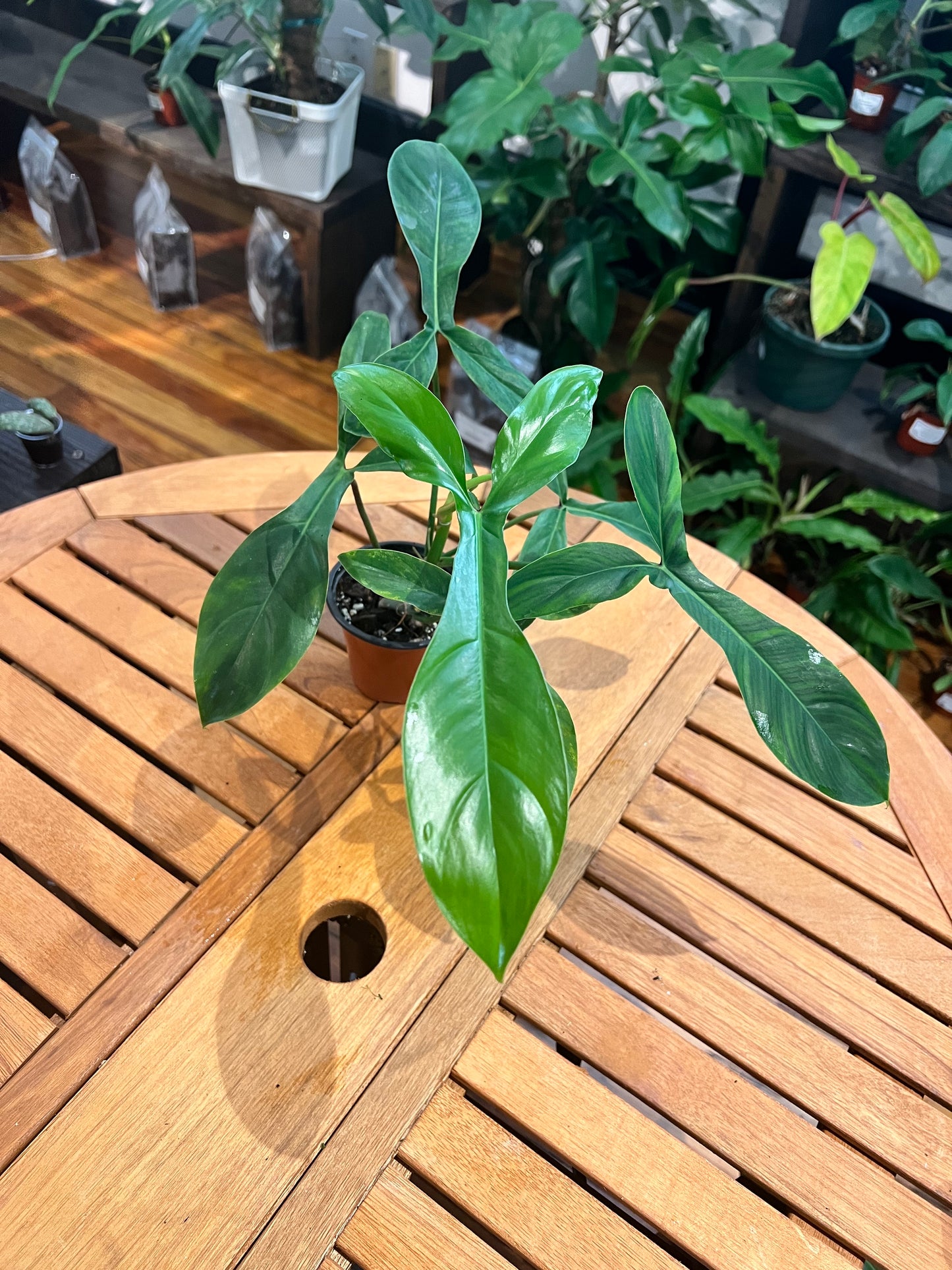 Philodendron 69686