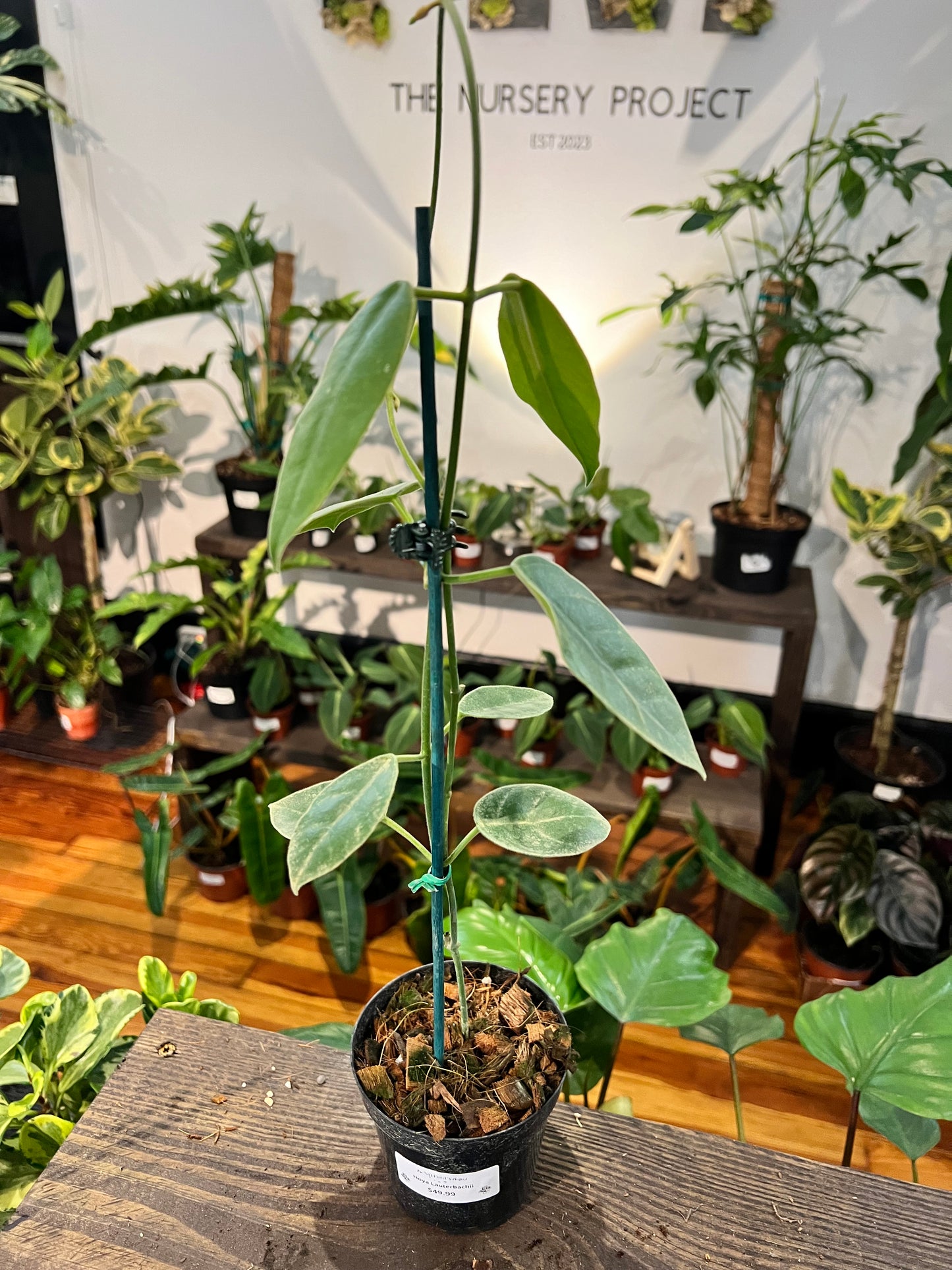 Hoya Lauterbachii 4" - Rooted Plant