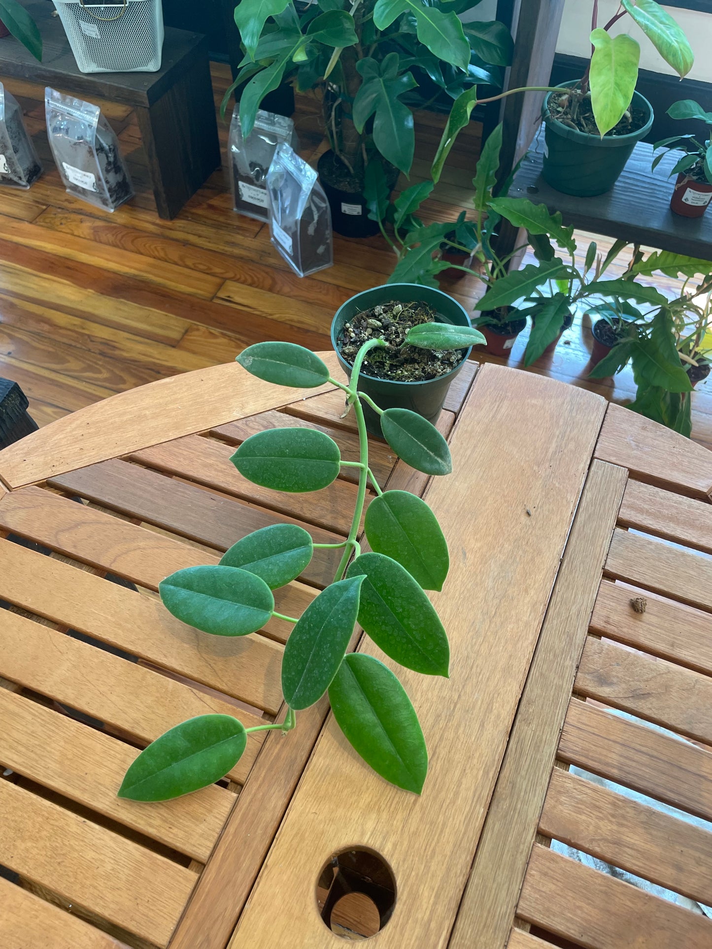 Hoya Coronaria 4” - Rooted Plant