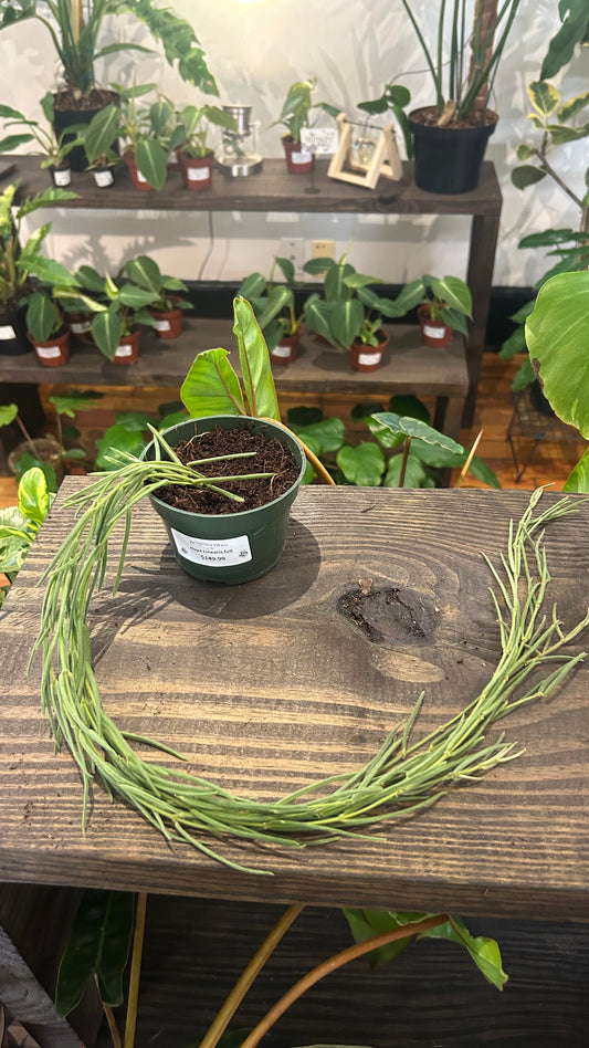 Hoya Liniaris Full 4” - Rooted Plant