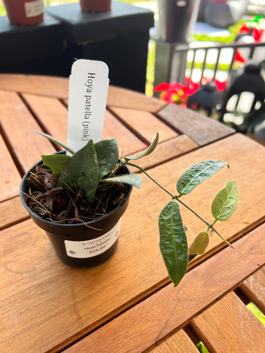 Hoya Patella Pink - Rooted Plant