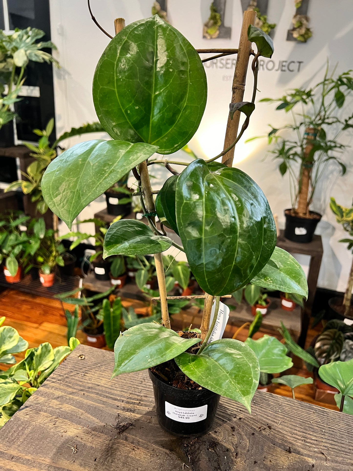 Hoya Latifolia Sarawak Cream 4” - Rooted Plant