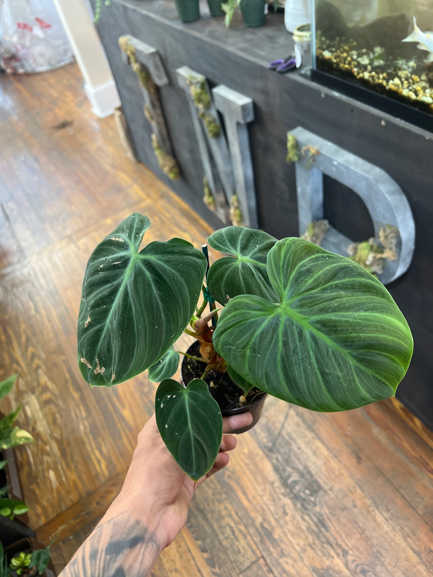 Philodendron Choco Red