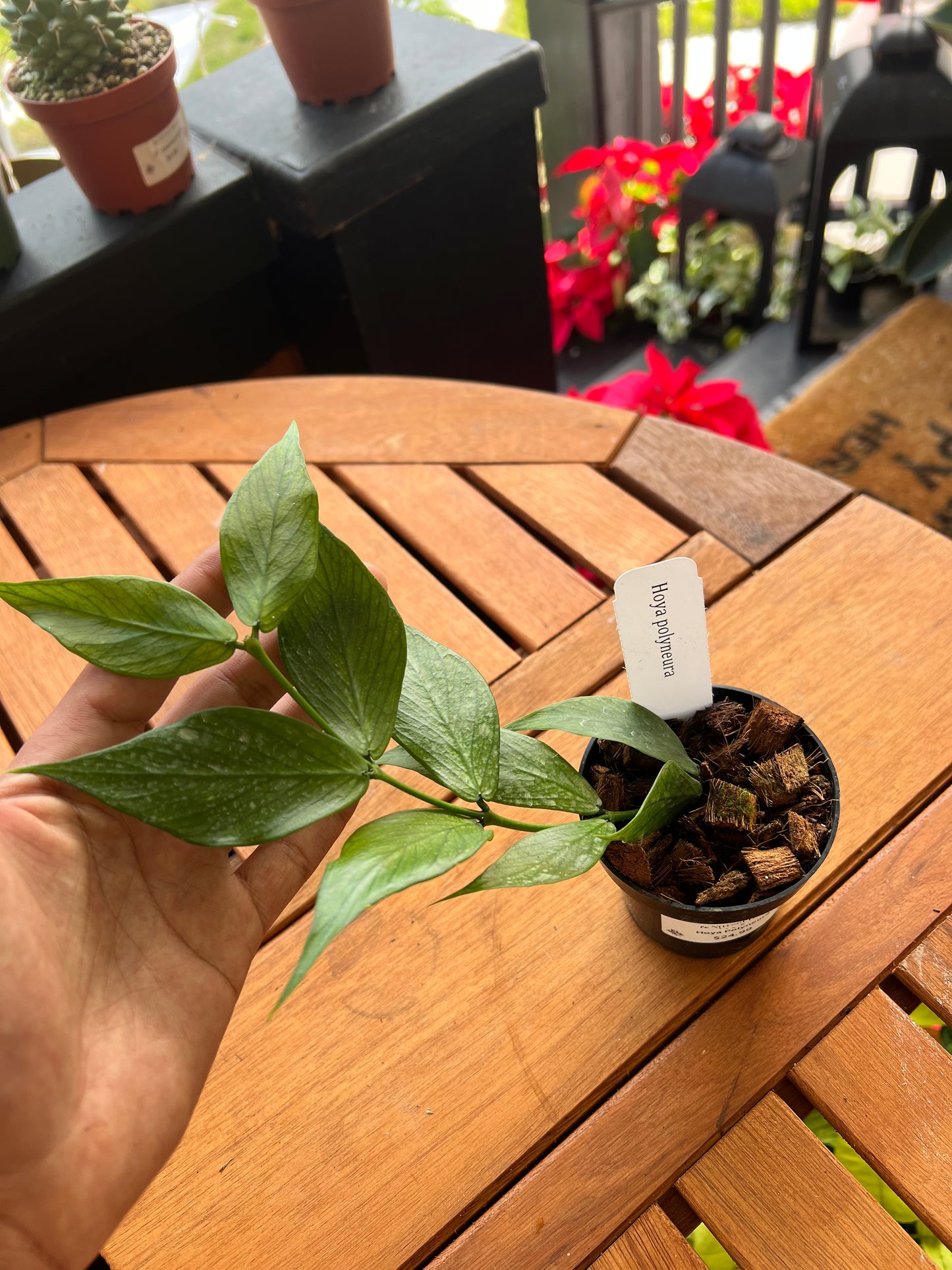 Hoya Polyneura 3” - Rooted Plant