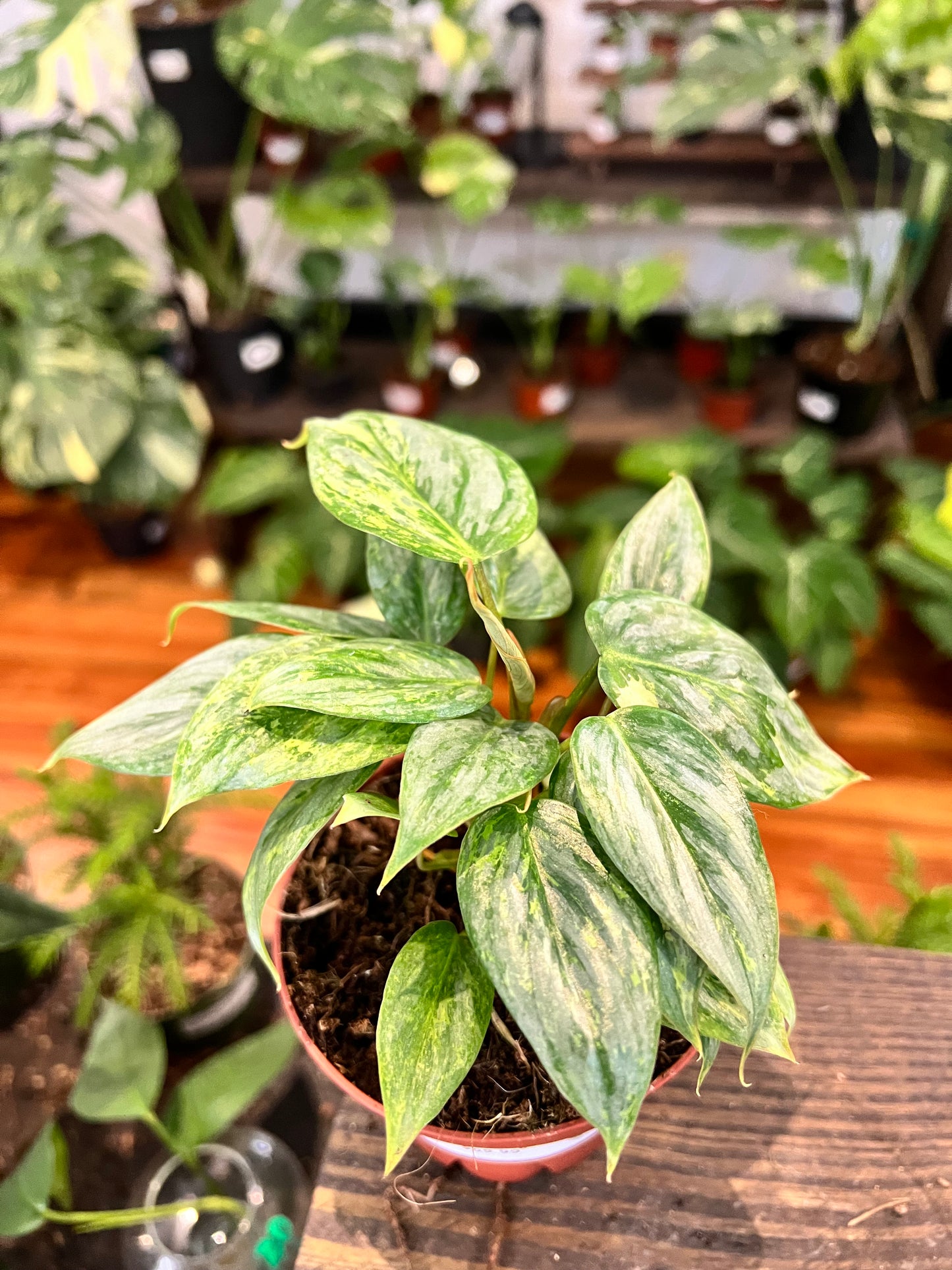 Philodendron Sidoroi Variegated 4”