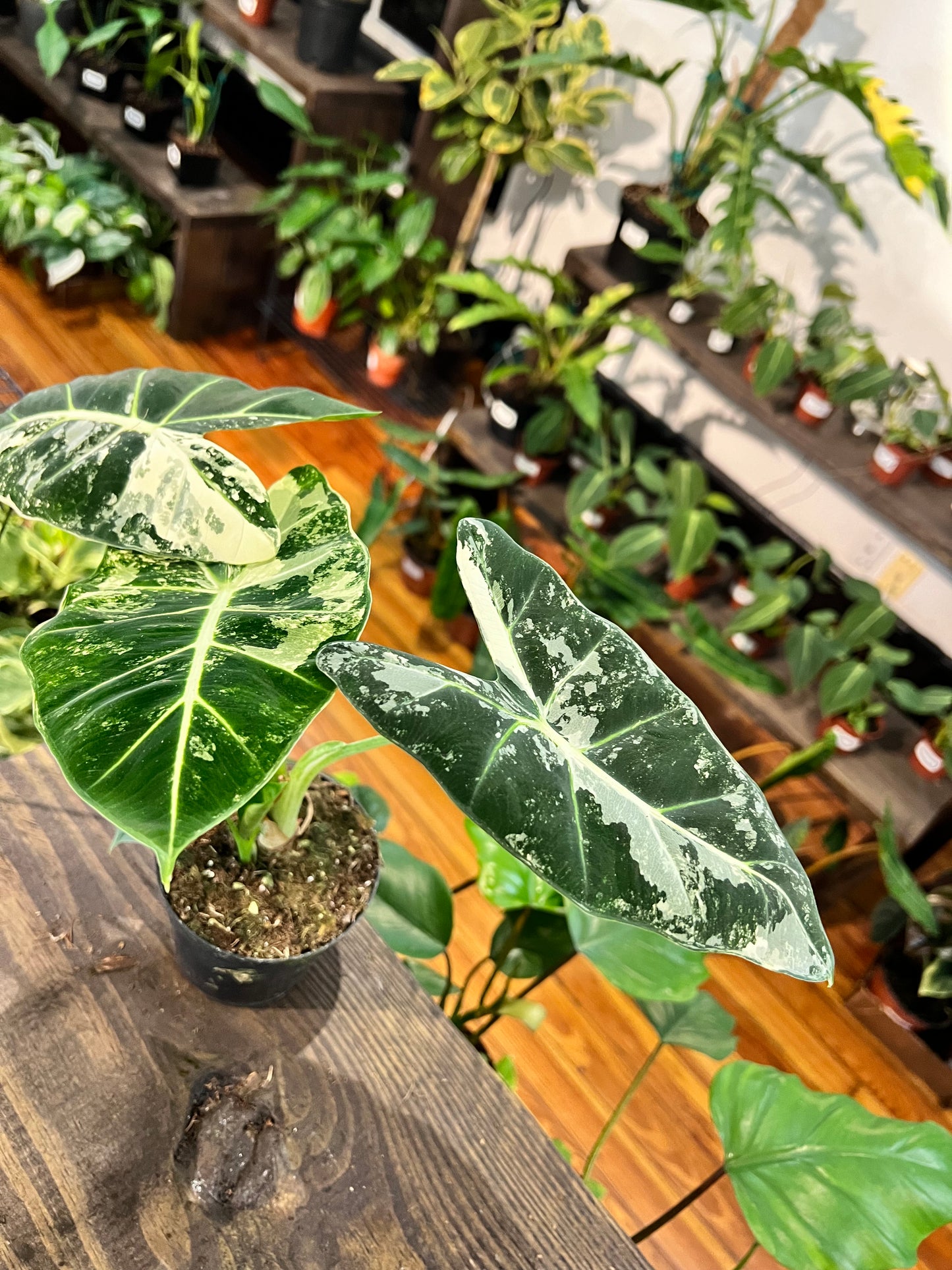 Alocasia Frydek Variegated 4" Medium