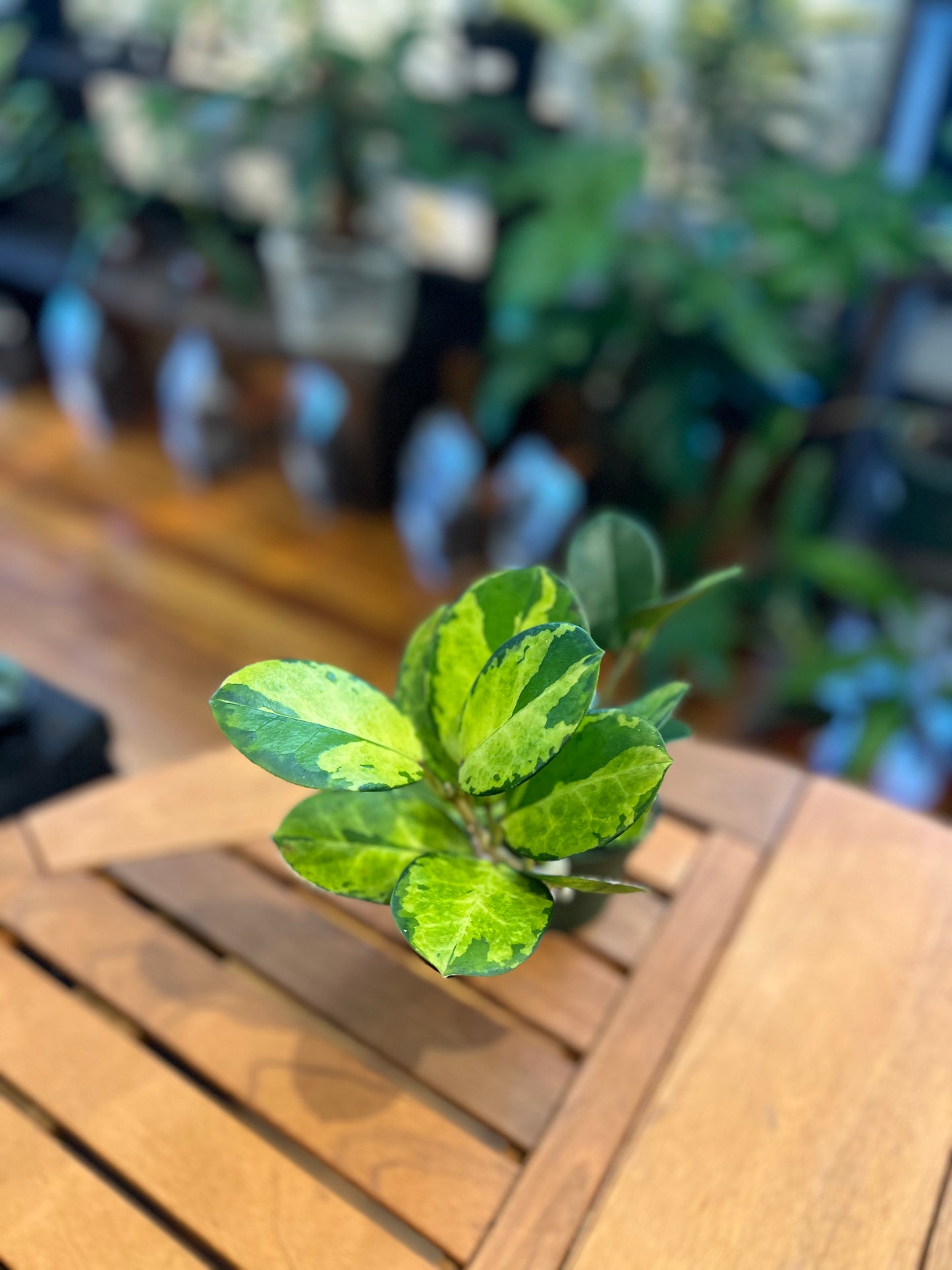 Hoya Australis Lisa - Rooted Plant