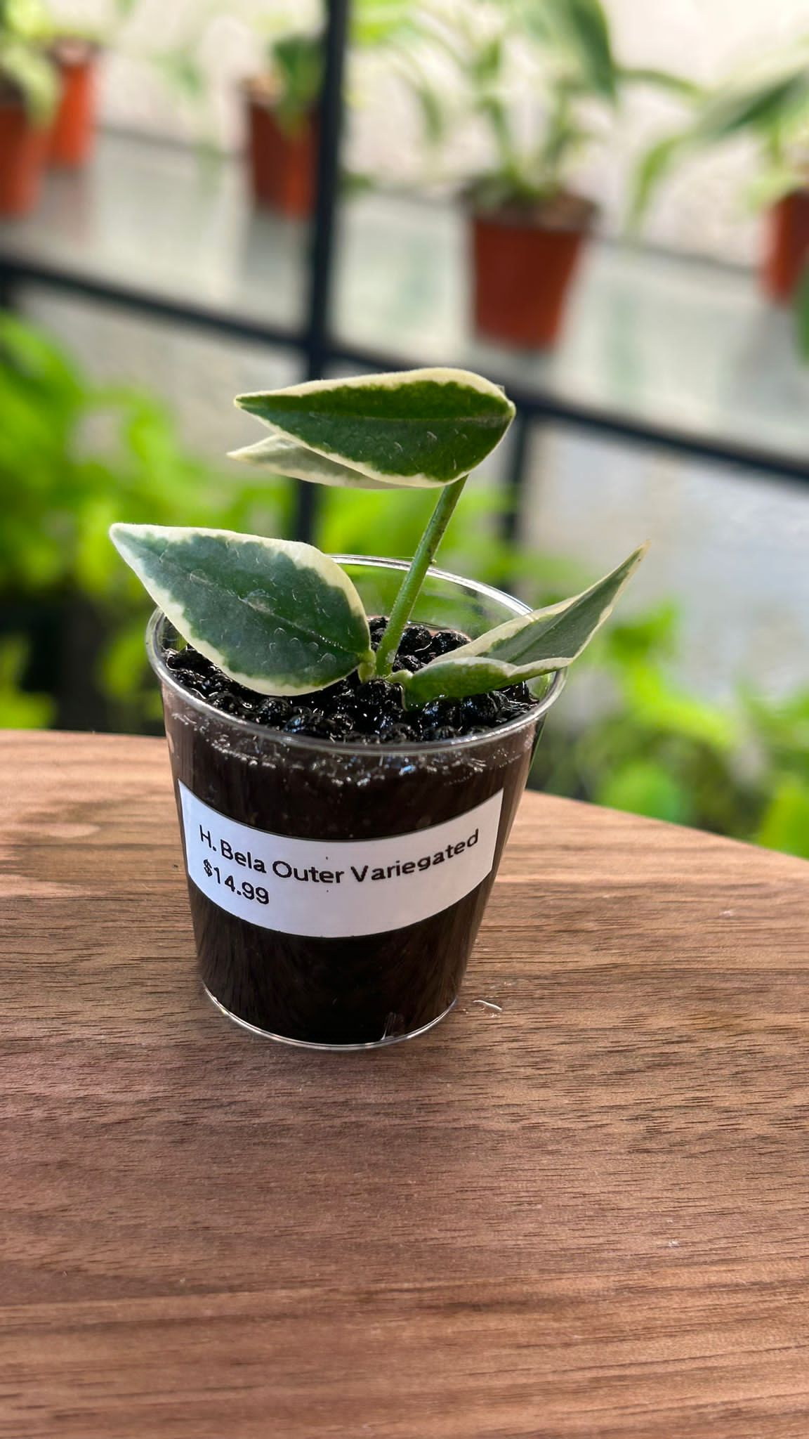 Hoya Bella Outer Variegated - Cutting