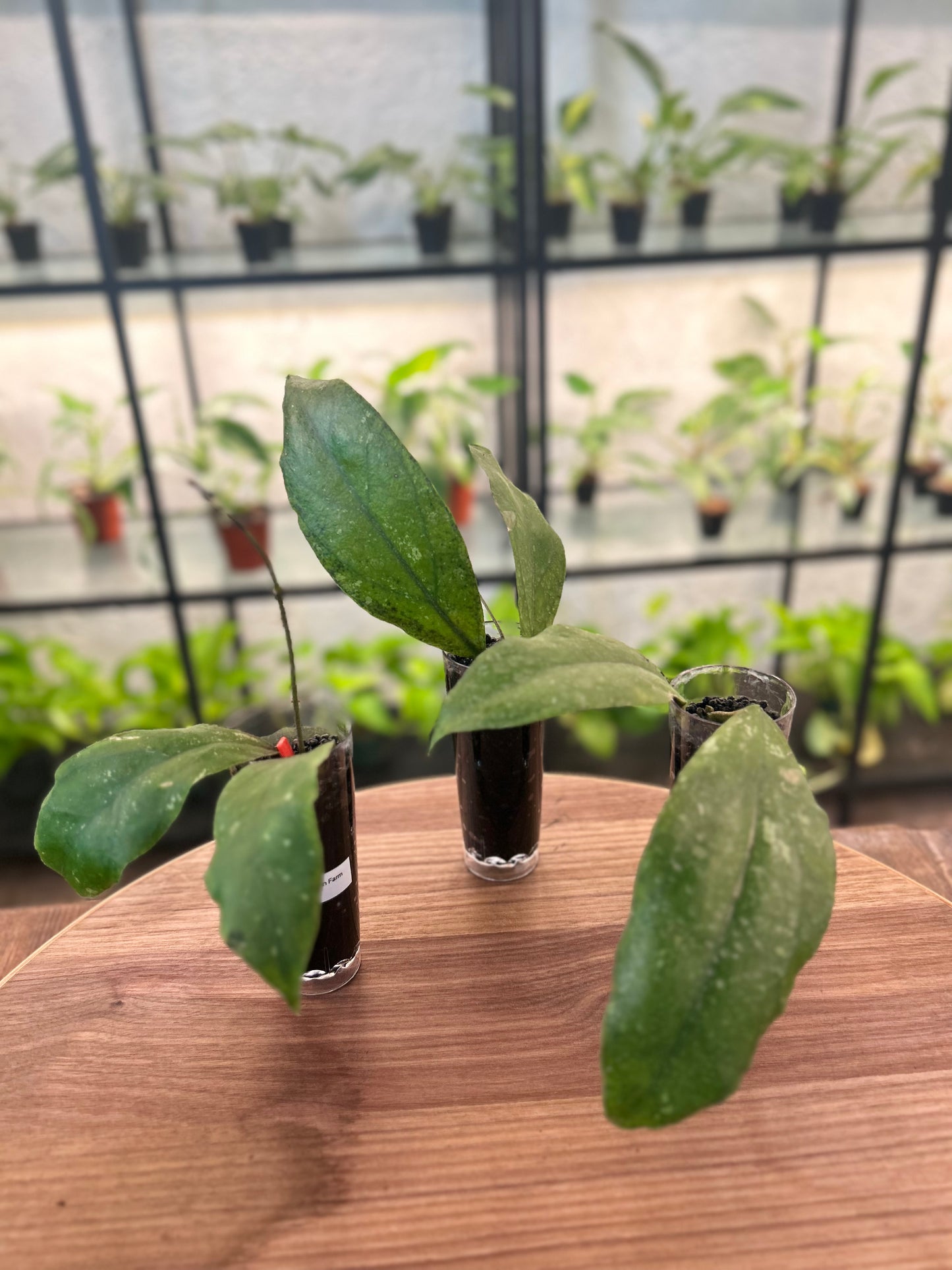 Hoya Finlaysonii Chicken Farm