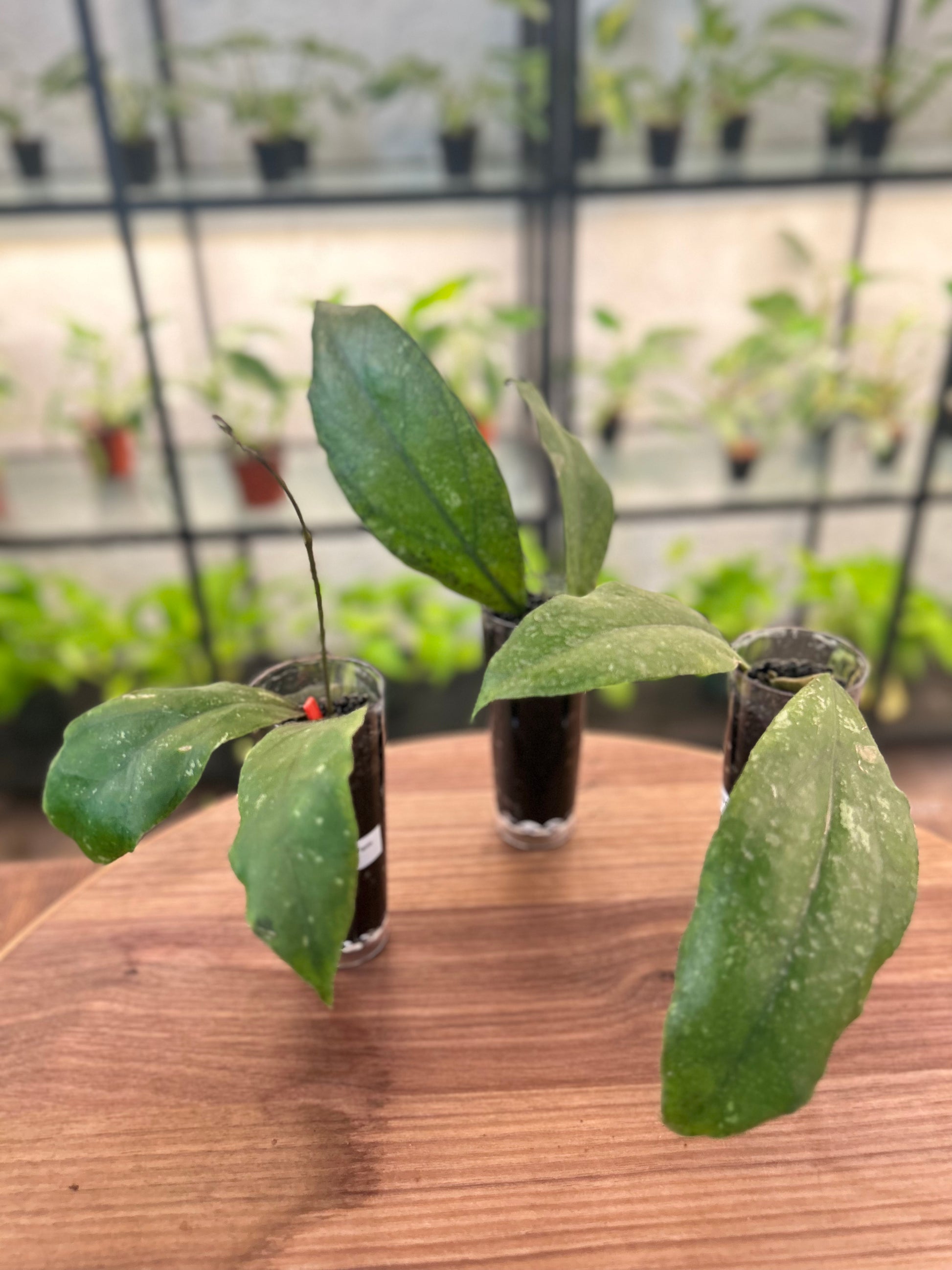 Hoya Finlaysonii Chicken Farm