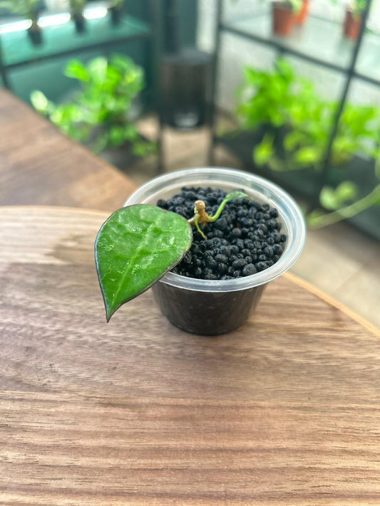 Hoya Verticillata Black Margin