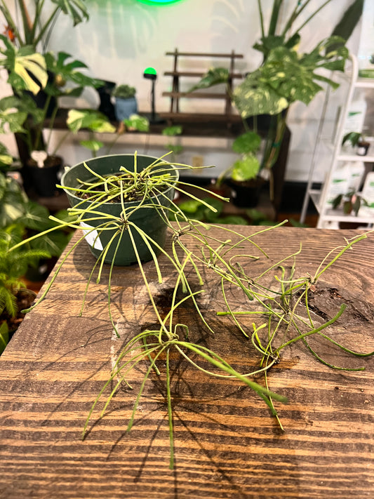 Hoya Retusa 4” - Rooted Plant