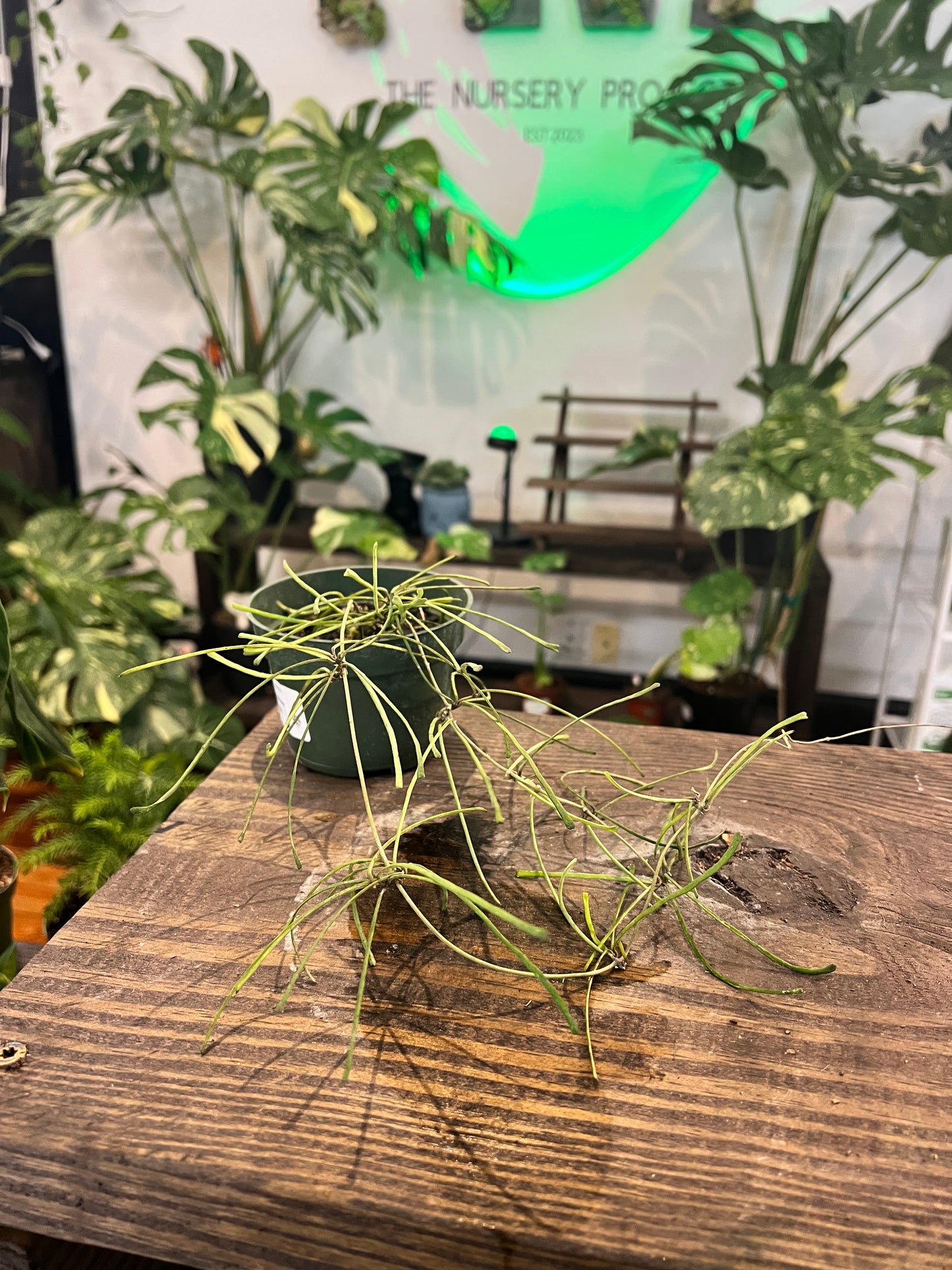 Hoya Retusa 4” - Rooted Plant