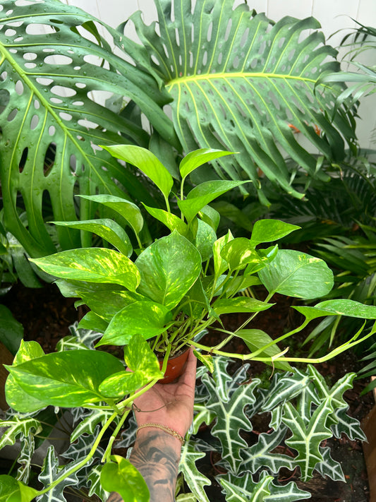 Manjula Mutant Pothos Colony Plant