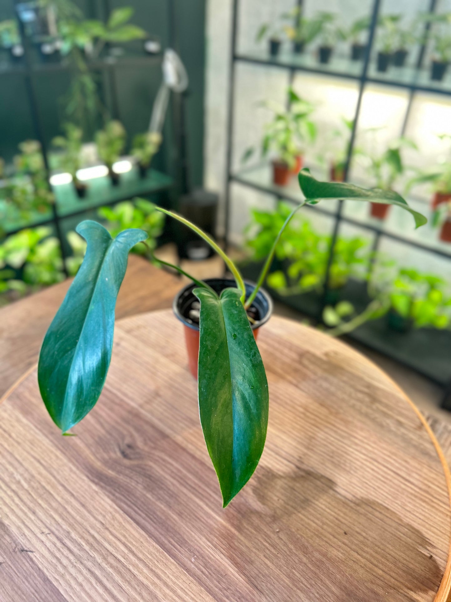 Philodendron 69686