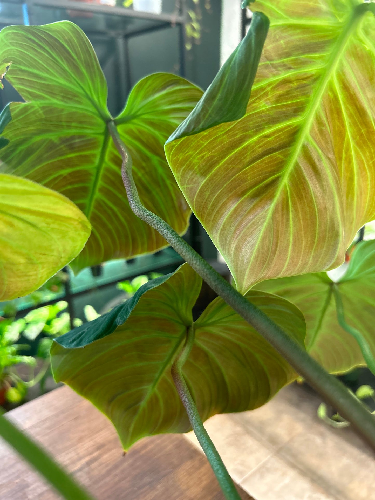 Philodendron Choco Red