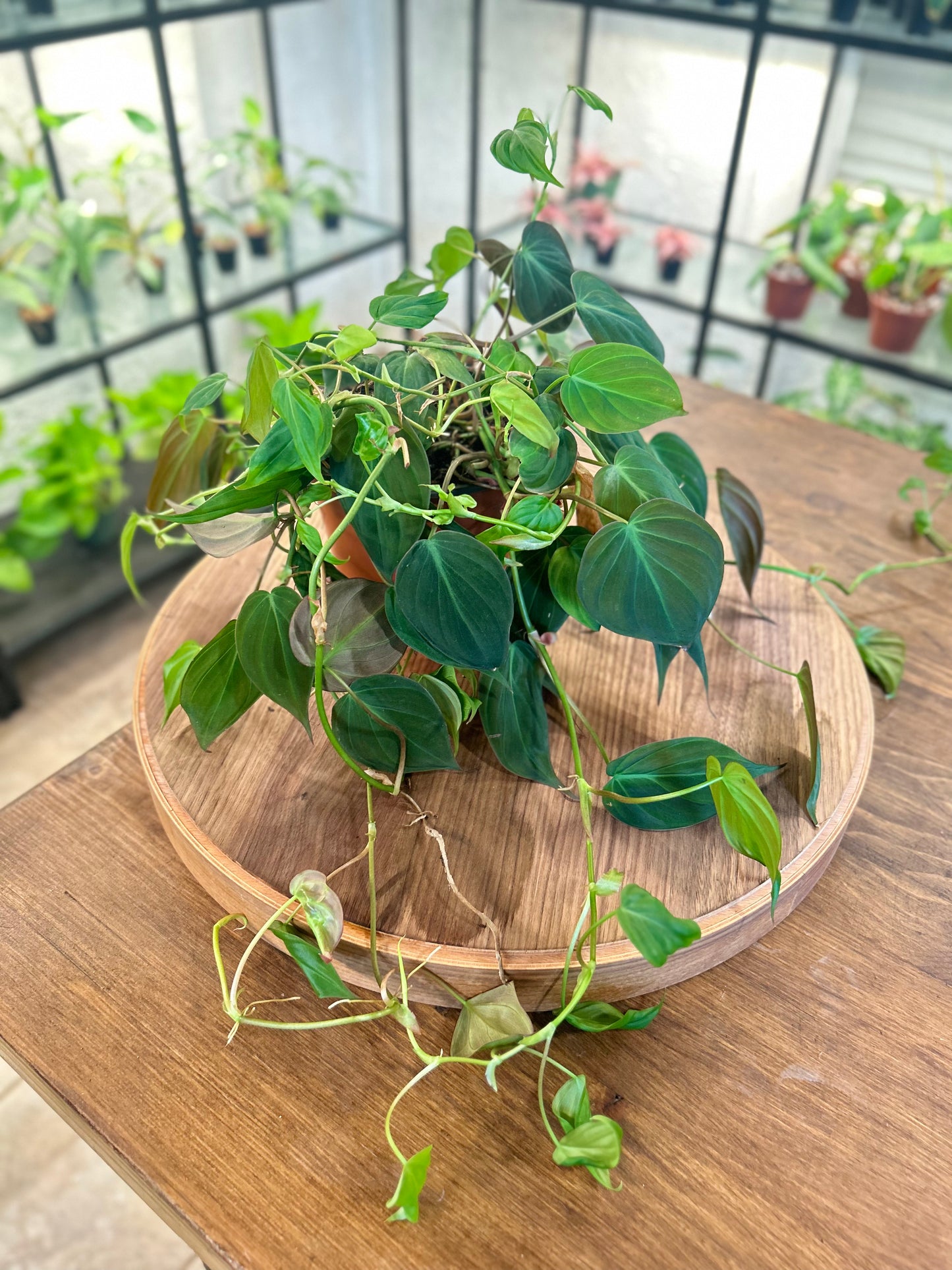 Philodendron Hederaceum (Micans)