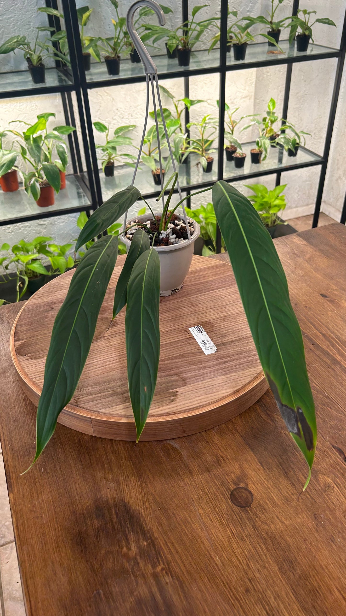 Philodendron Heterocraspedon