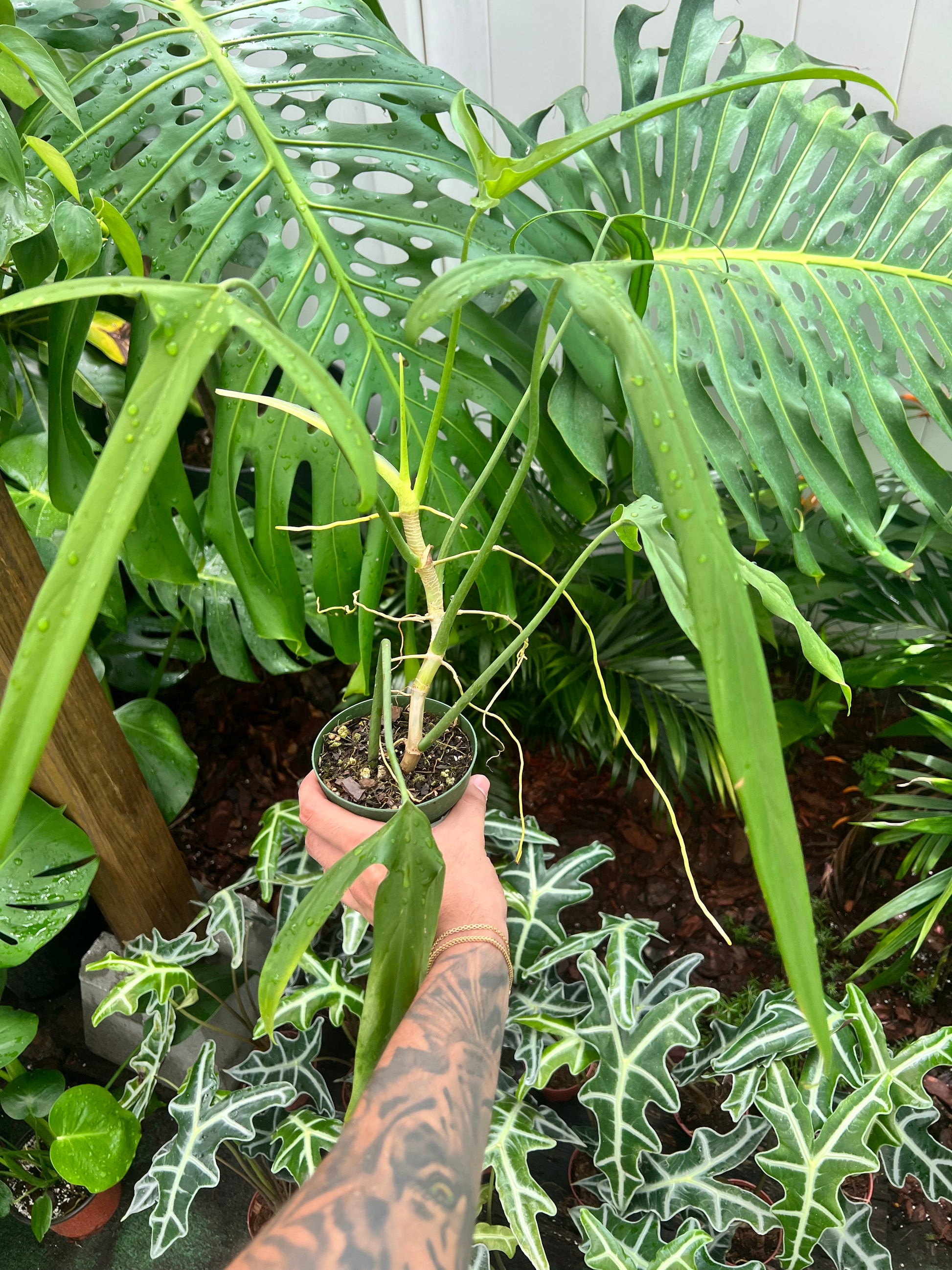 Philodendron Paloraense 