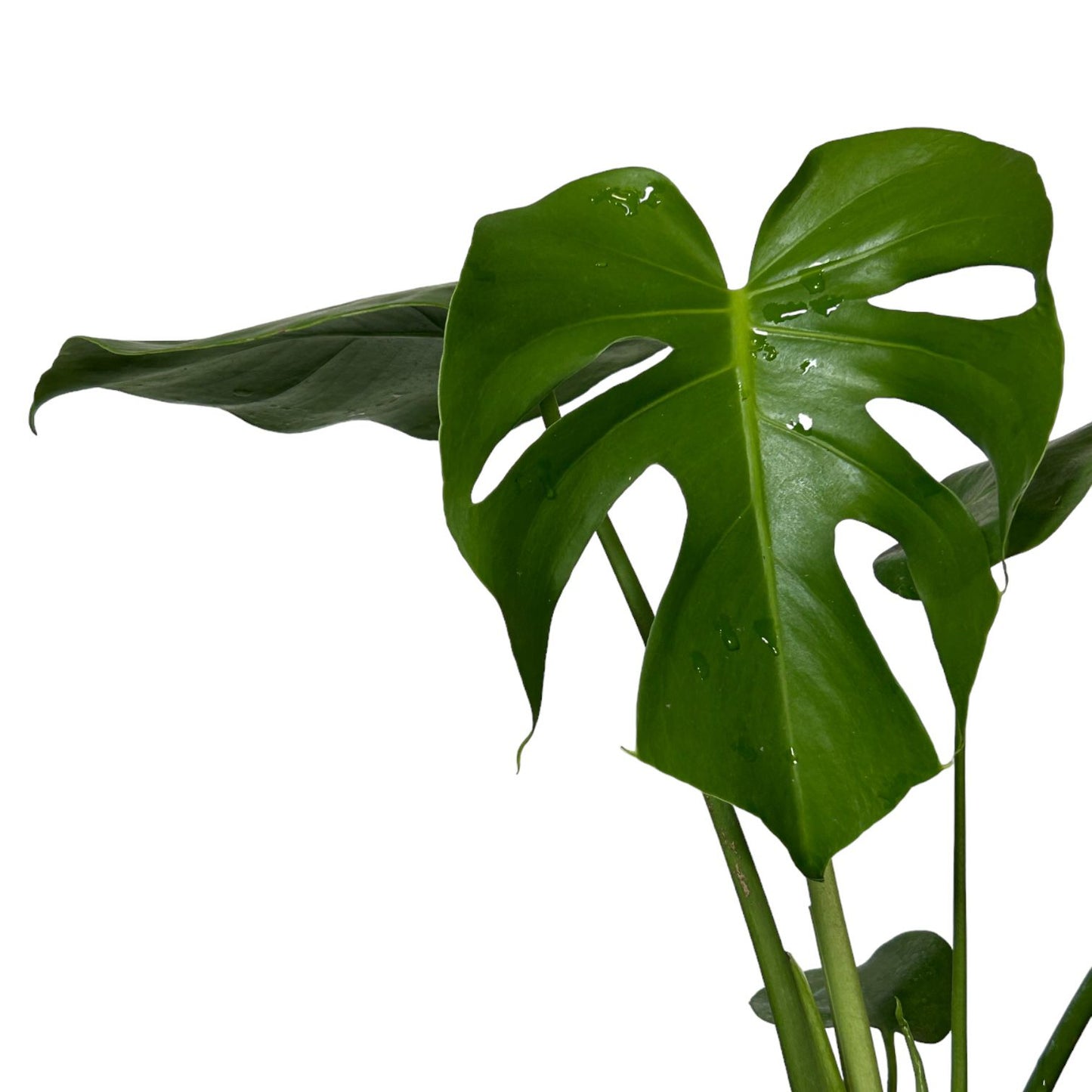 Monstera Deliciosa