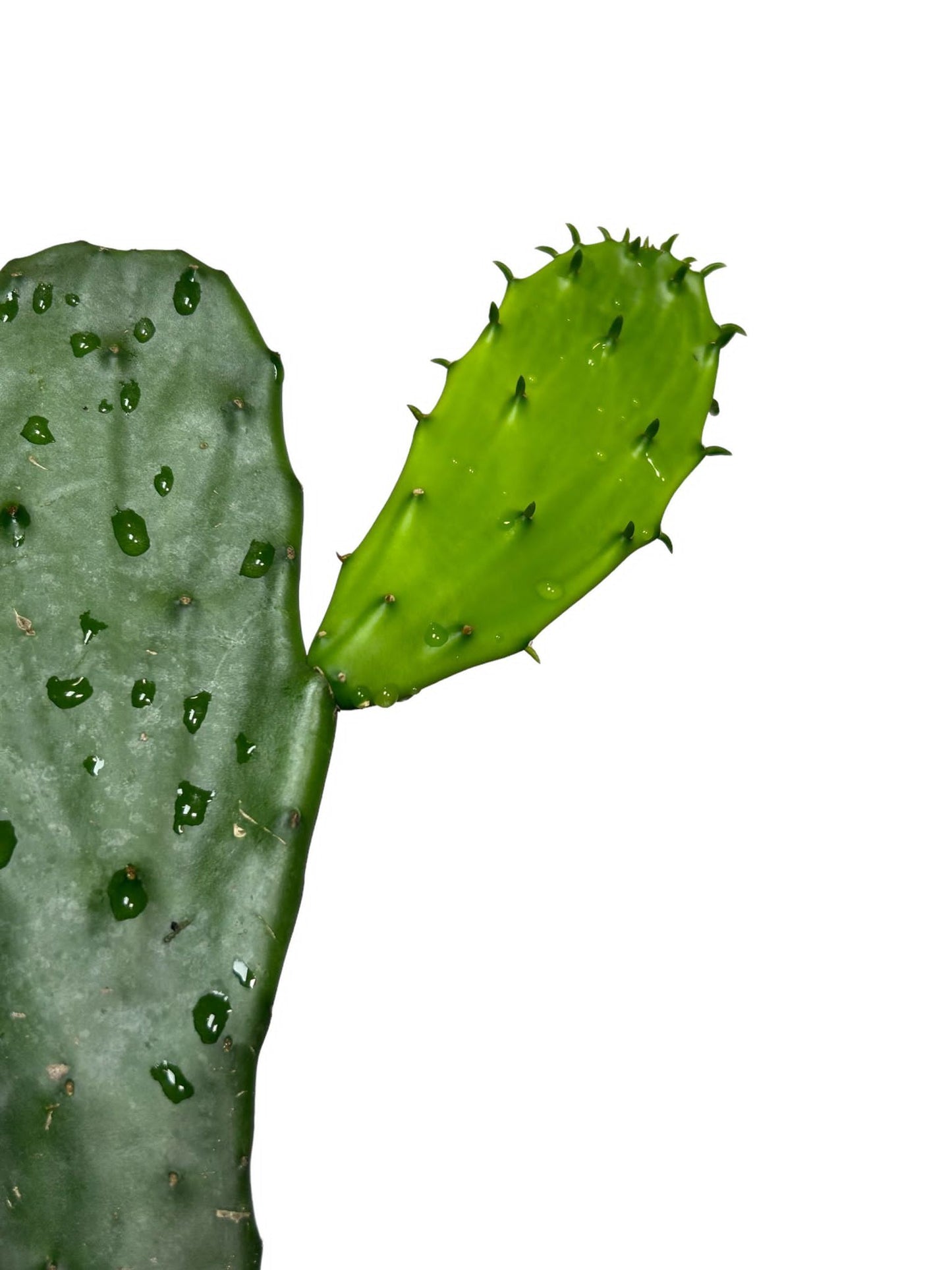 Nopal Cactus starter
